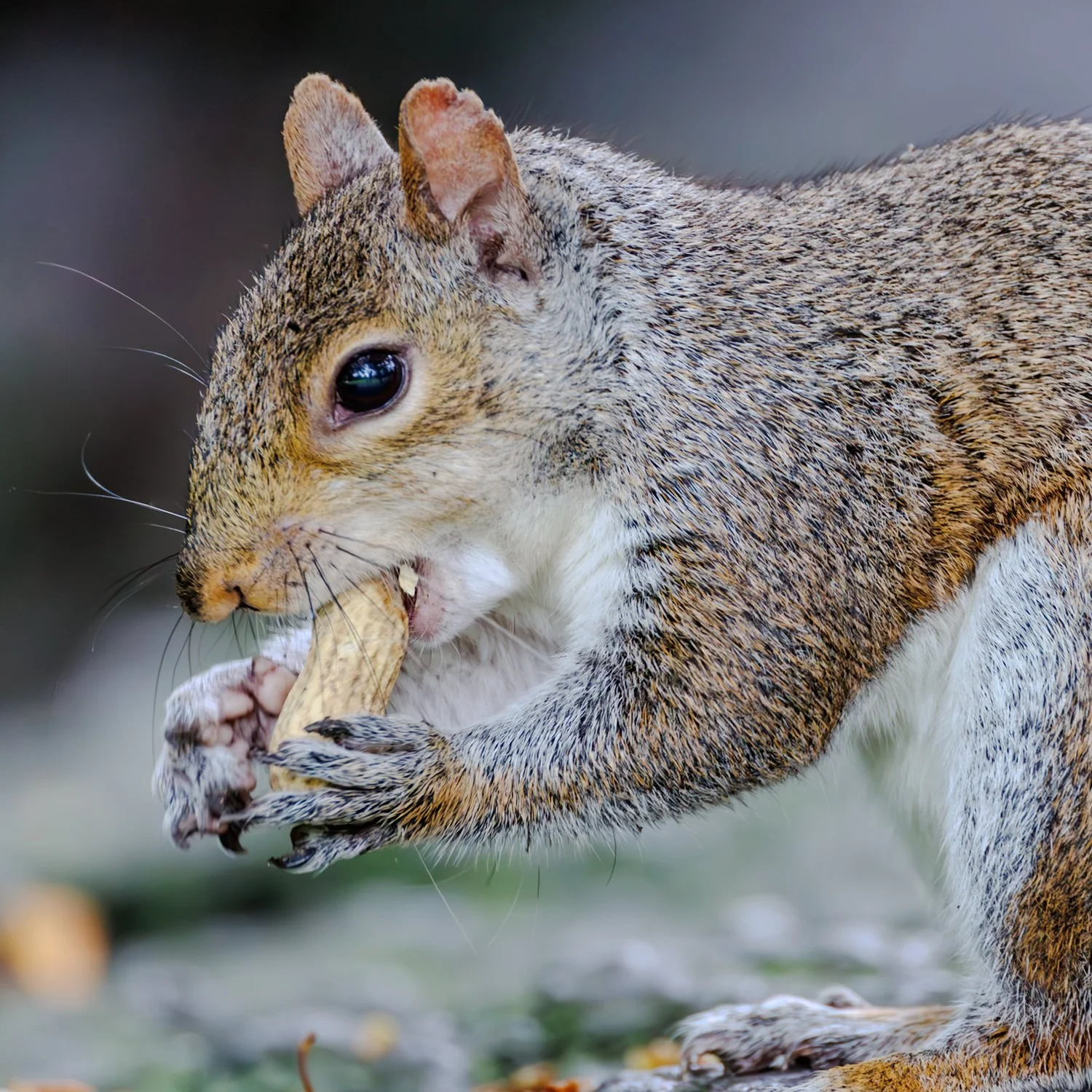 Gray squirrel eating a peanut