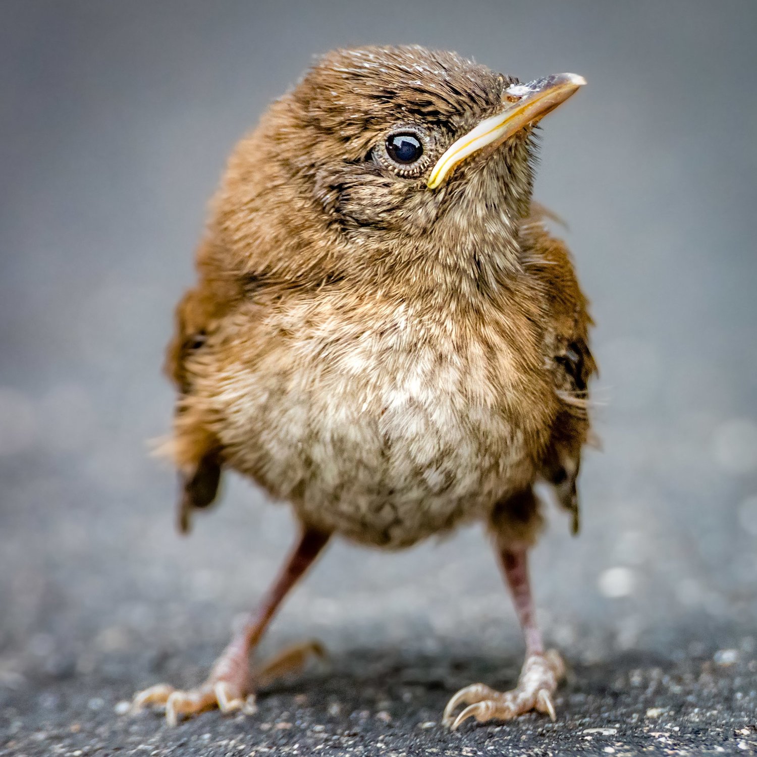 A fledgling bird standing on the ground, looking up