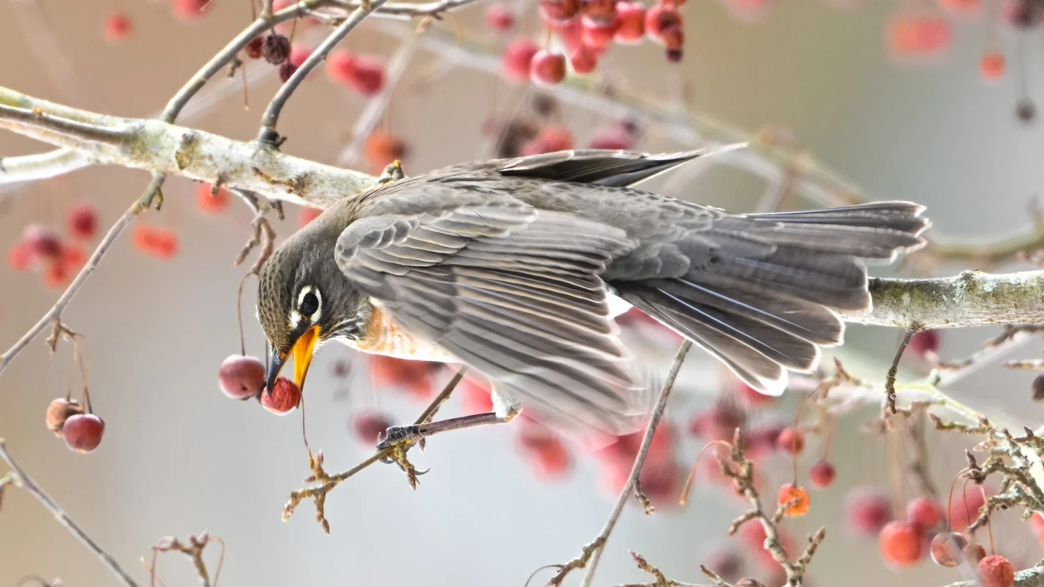 American robin reaching for red berries on a branch