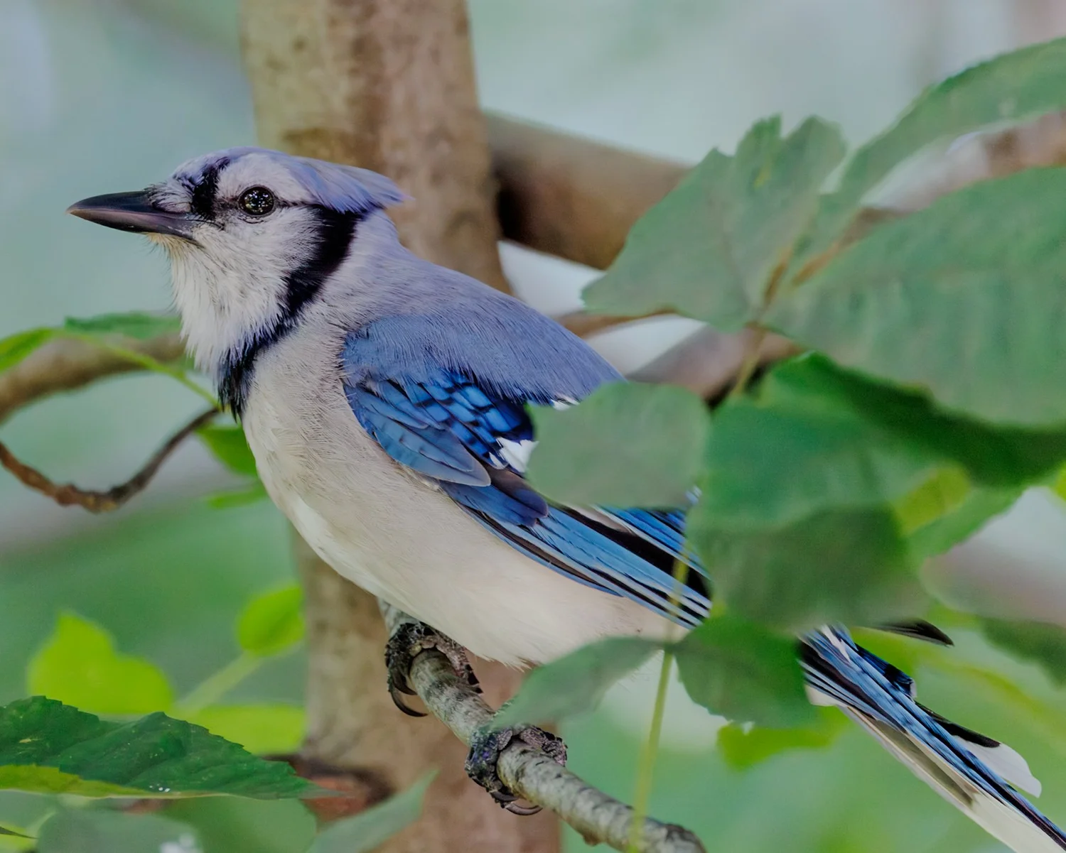 Blue jay perched among green leaves