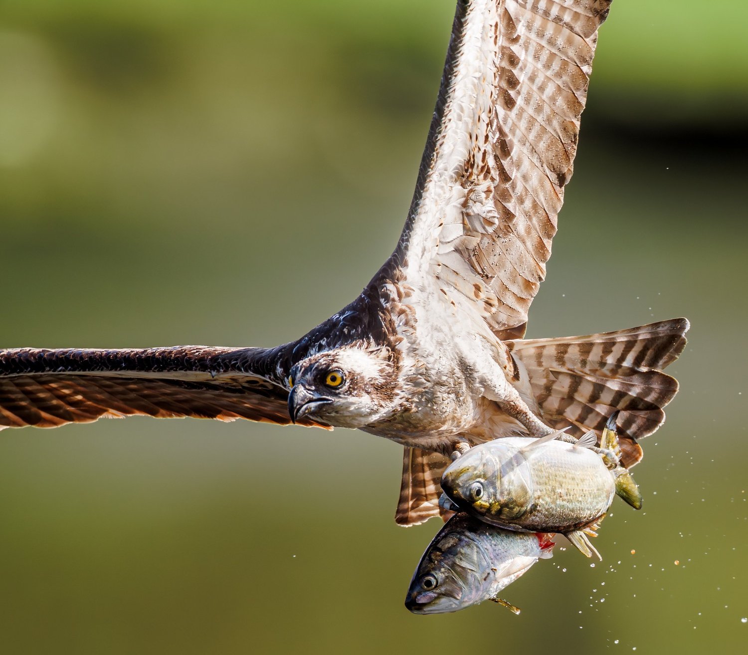 Osprey banking overhead with a fish in its talons