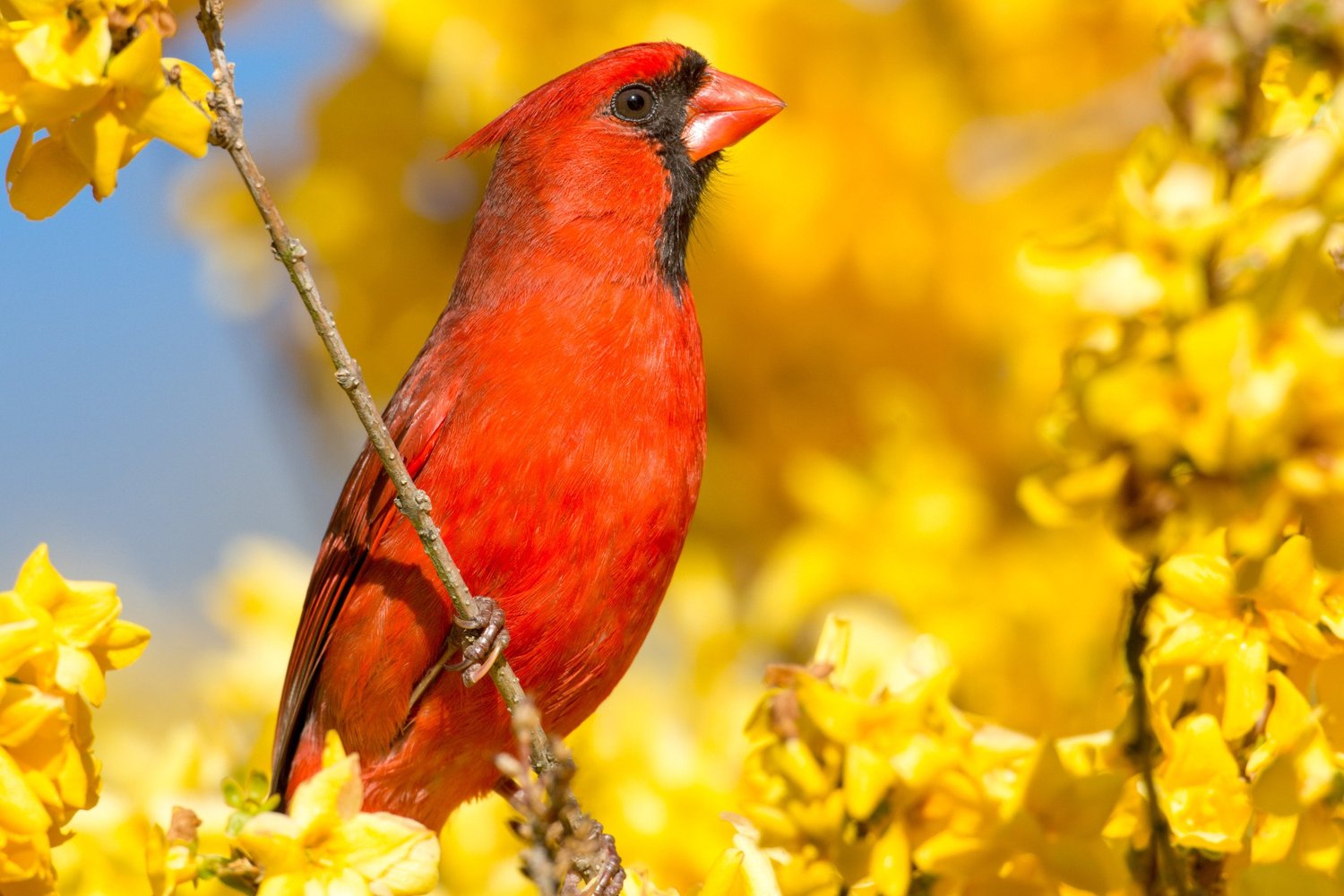Male northern cardinal perched among bright yellow forsythia