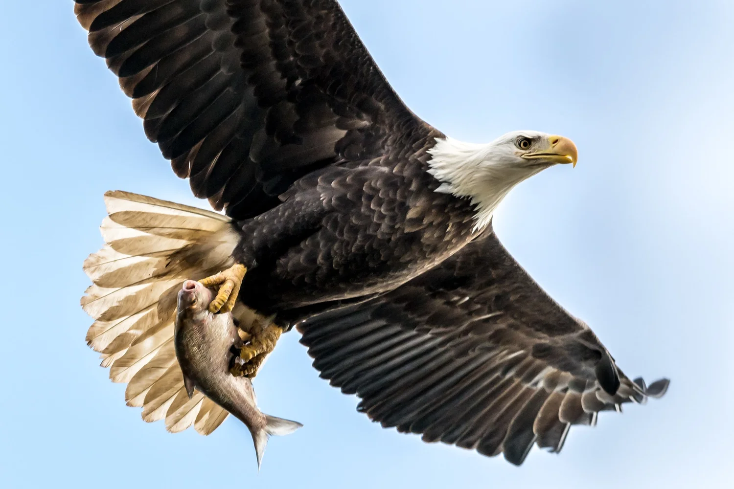 Bald eagle in flight carrying a fish in its talons