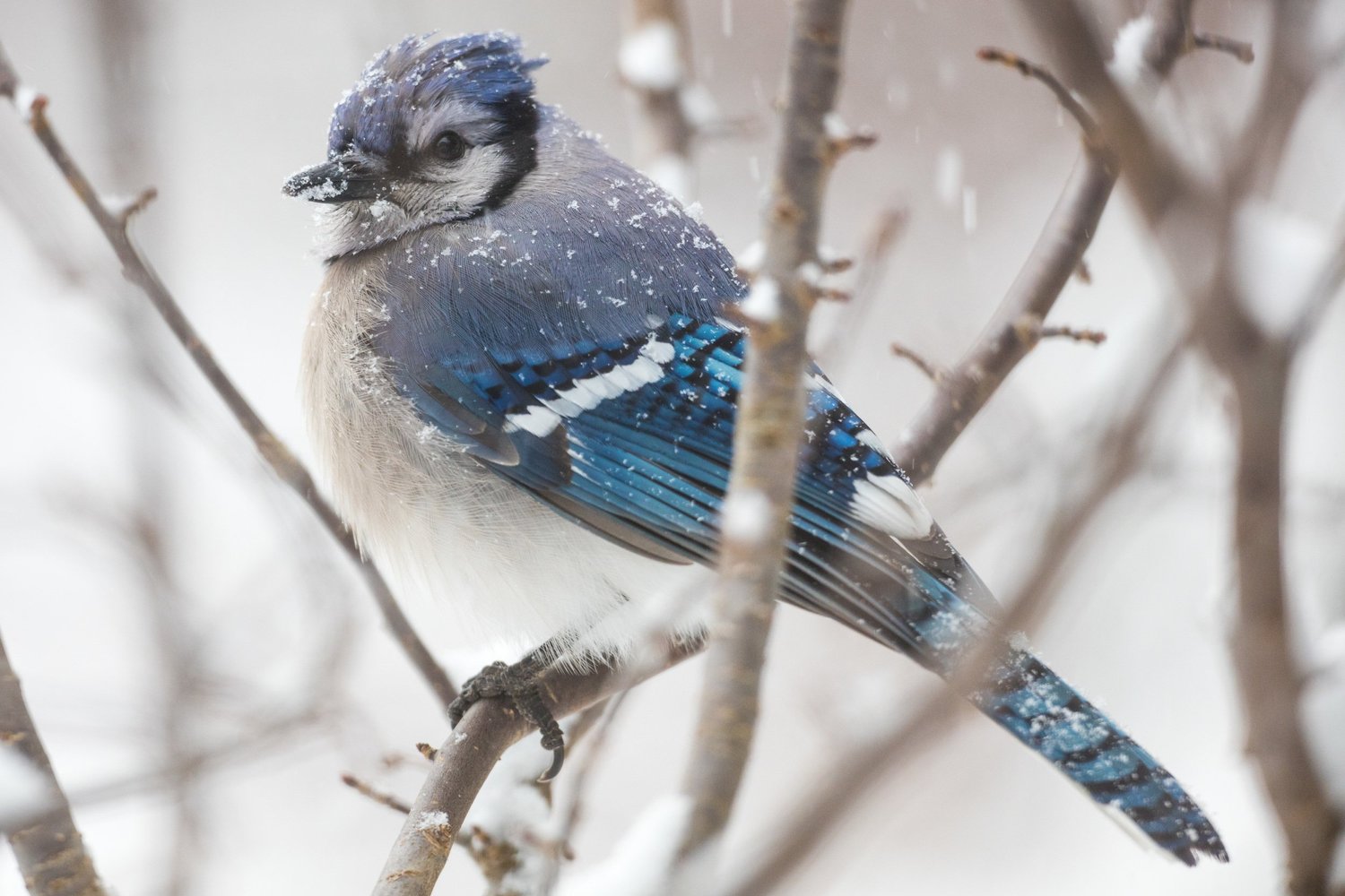 Blue jay perched on a bare branch in falling snow