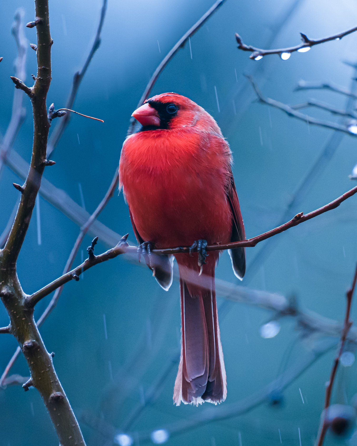 Male northern cardinal on a branch in the rain