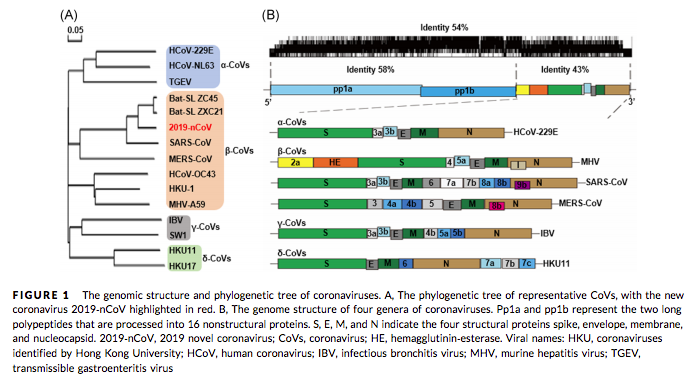 SARS-CoV-2 - part 2 - From the viral genome to protein structures