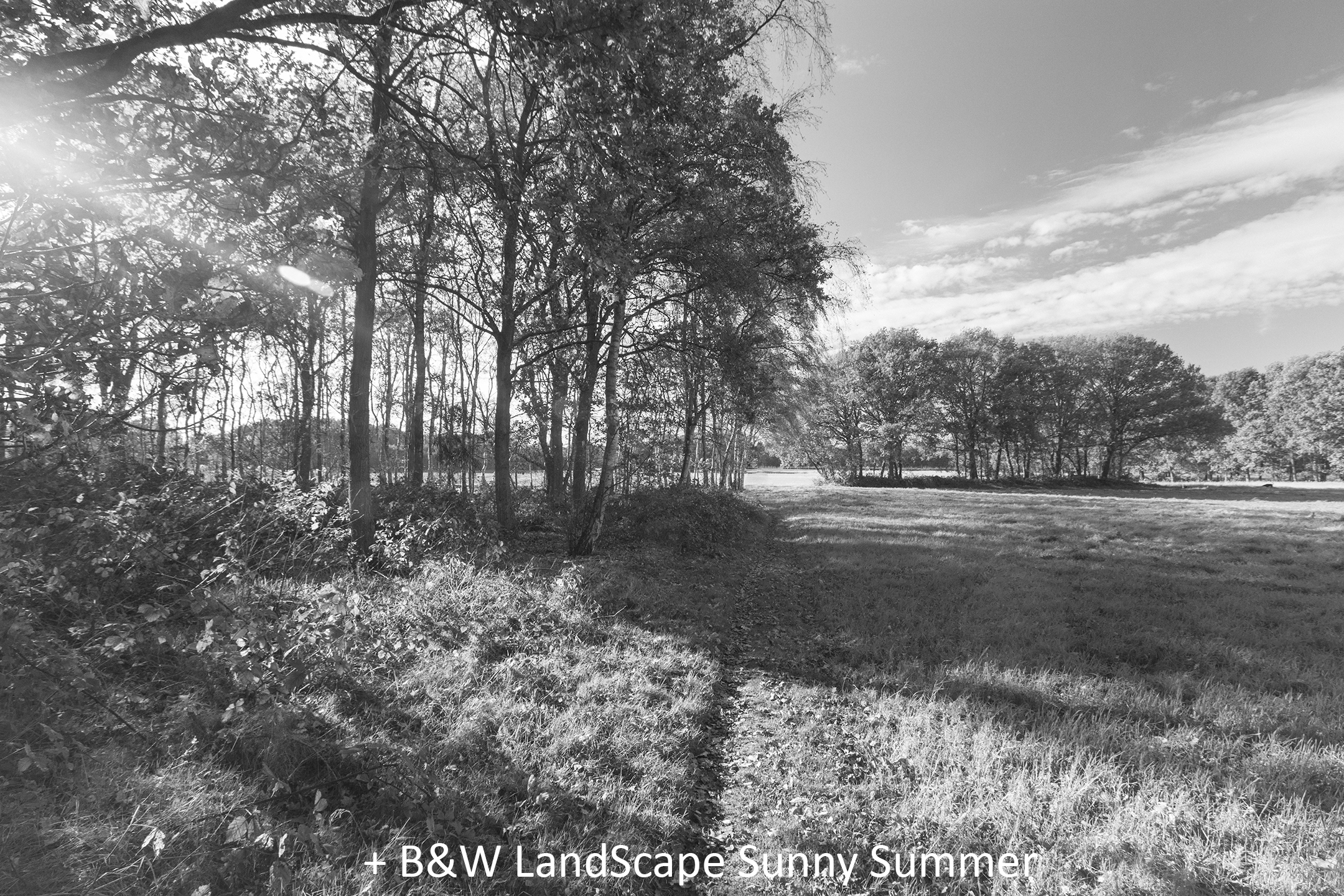 BW LandScape Sunny Summer.jpg