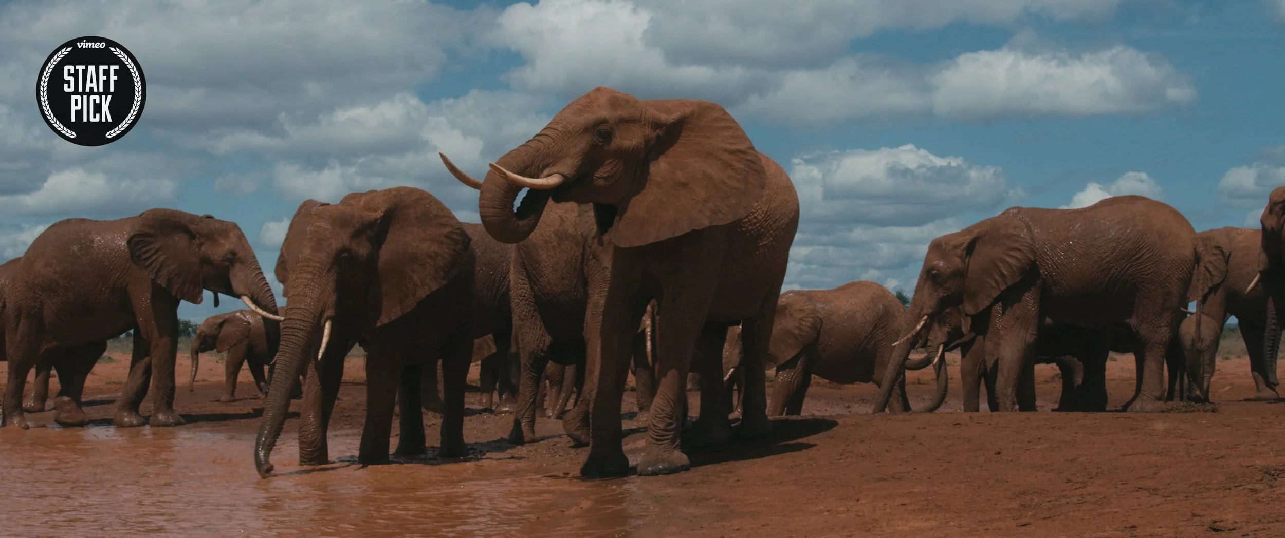 TSAVO TRUST_VSP_WEBSITE_VSP REV.jpg