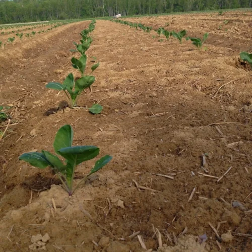 Brussels sprouts seedlings take off after being transplanted.