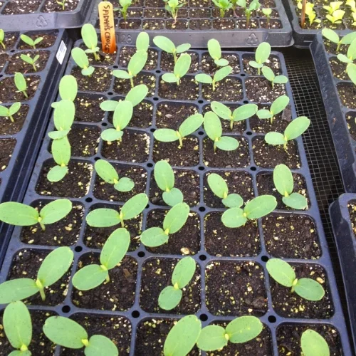 Melon seedlings grow in the greenhouse before being transplanted out in just a few weeks.