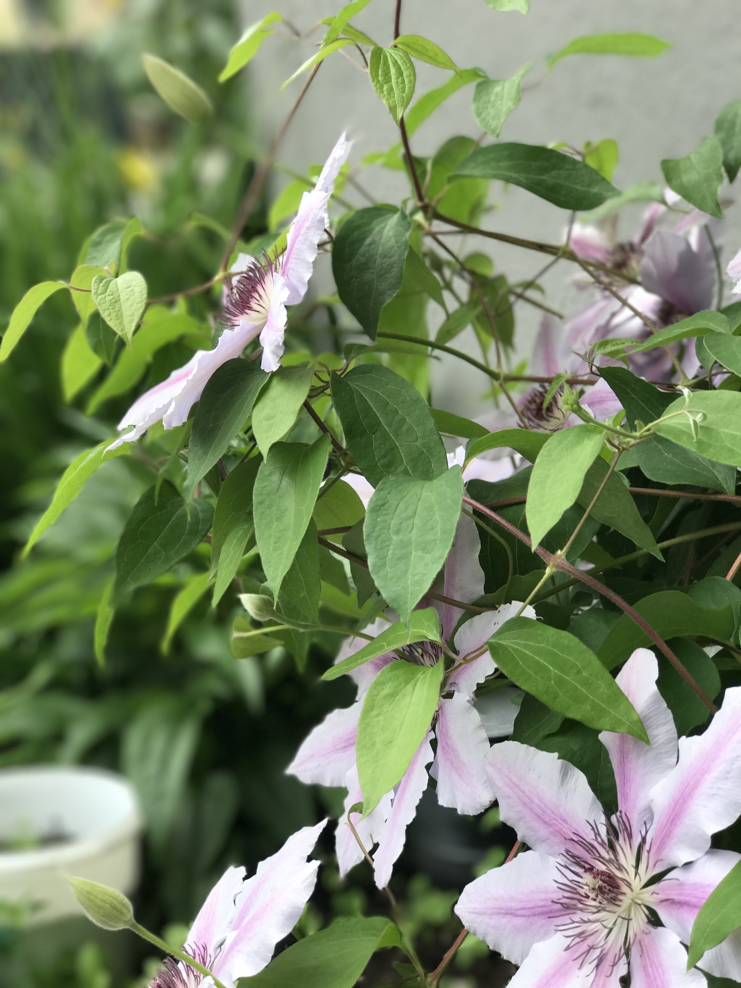 IMG_6484.jpeg