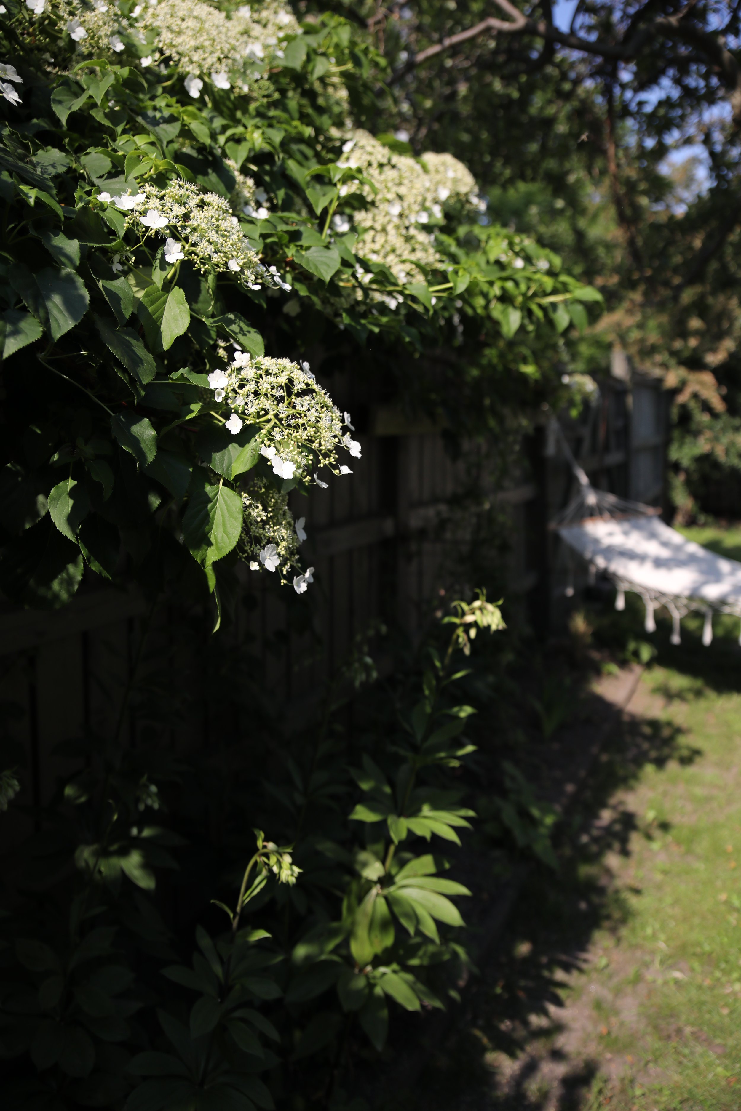 2AA5B8FF-E128-4207-A809-4C6D5CF566BD.jpeg