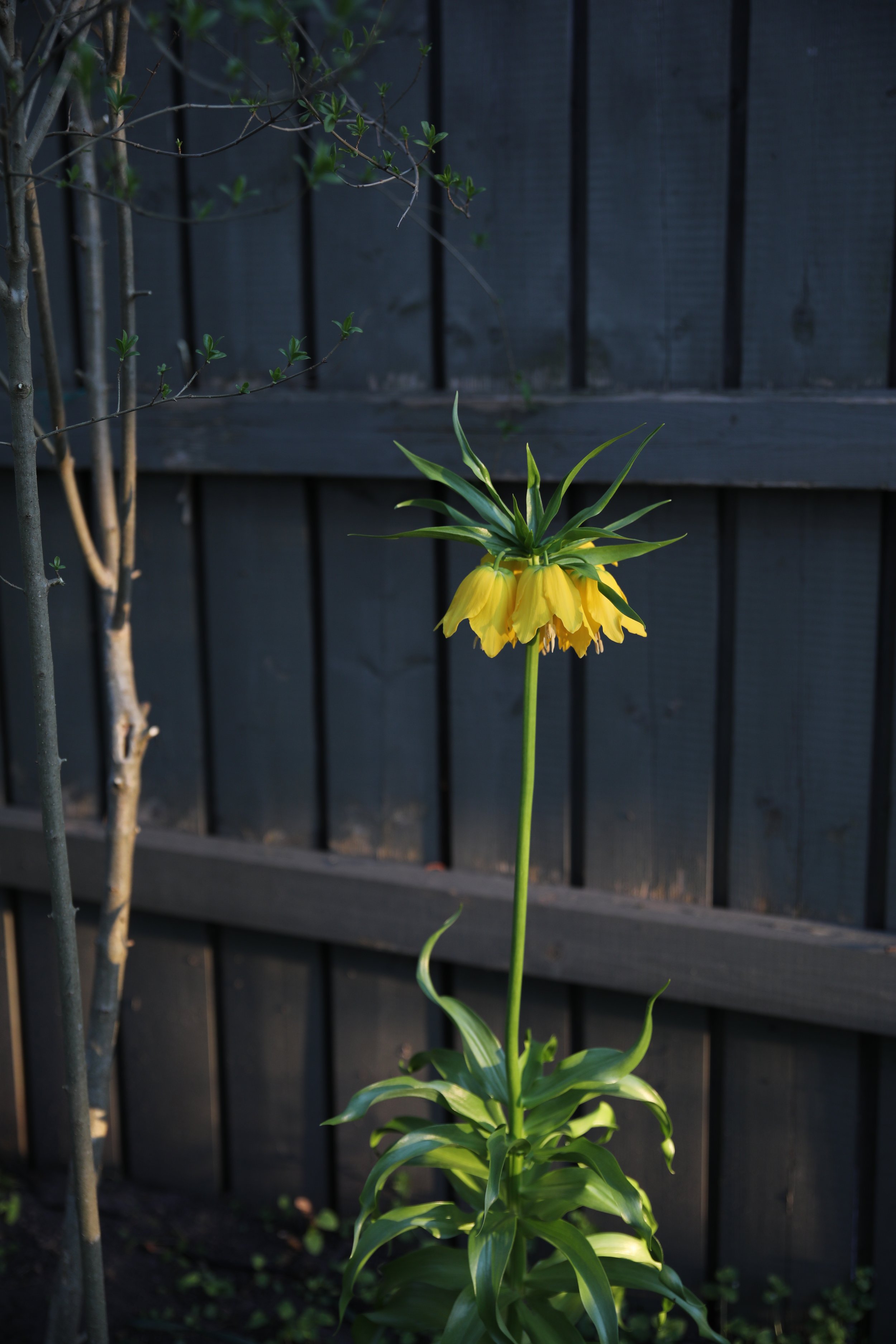 3AAA7509-88CA-4CA8-83E2-E0093D438DED.jpeg