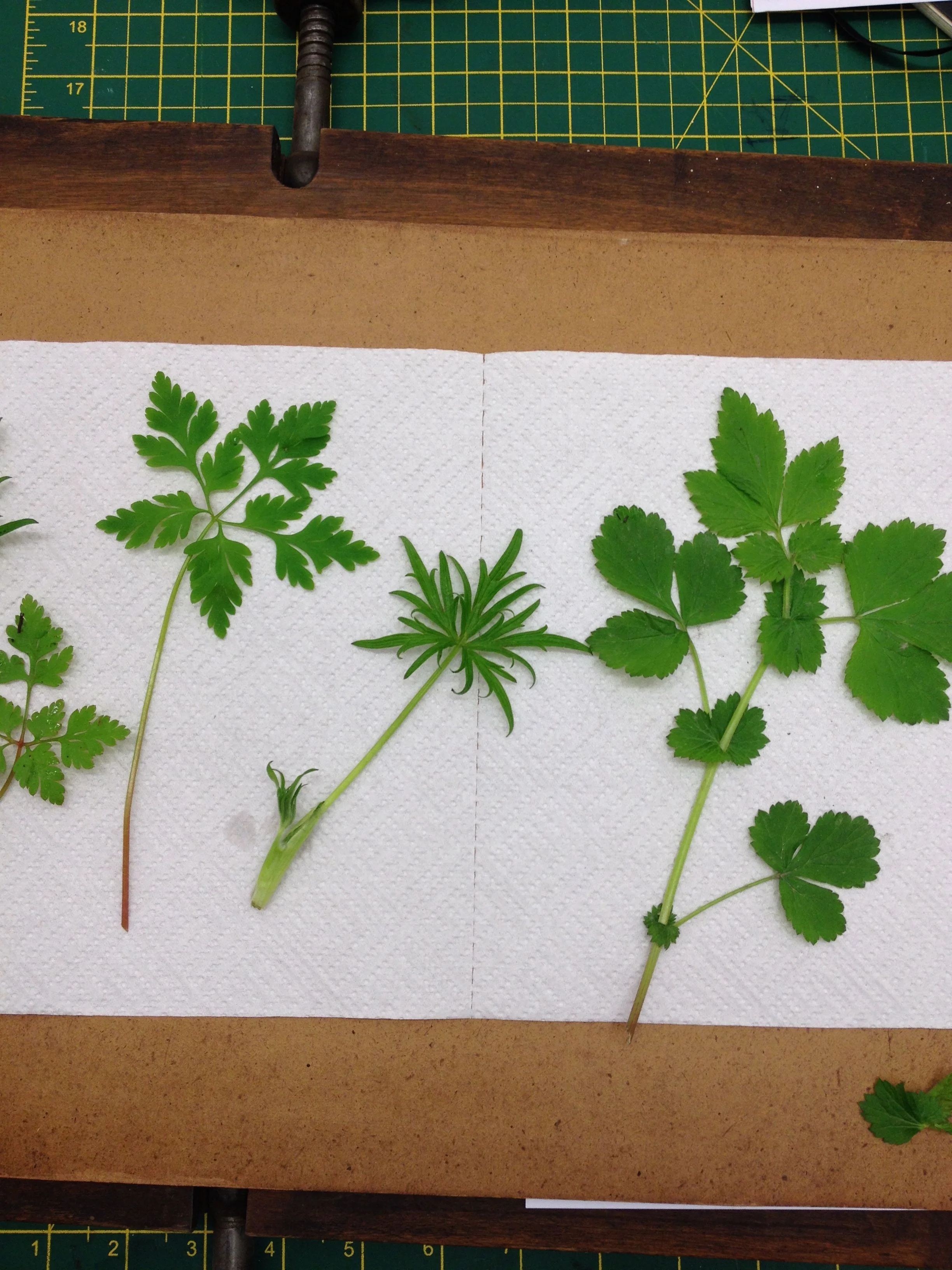 A selection of foliage from the Gwydir forest, ready to be pressed. 