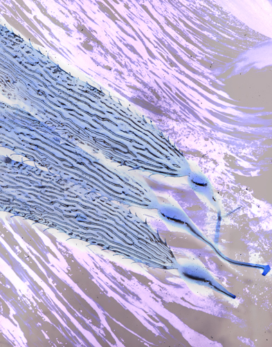 seaweed4_flat.jpg