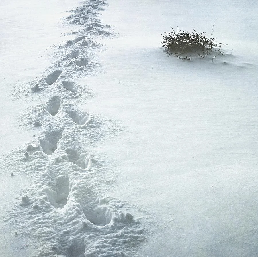 Album Cover by Sonya Kanelstrand
