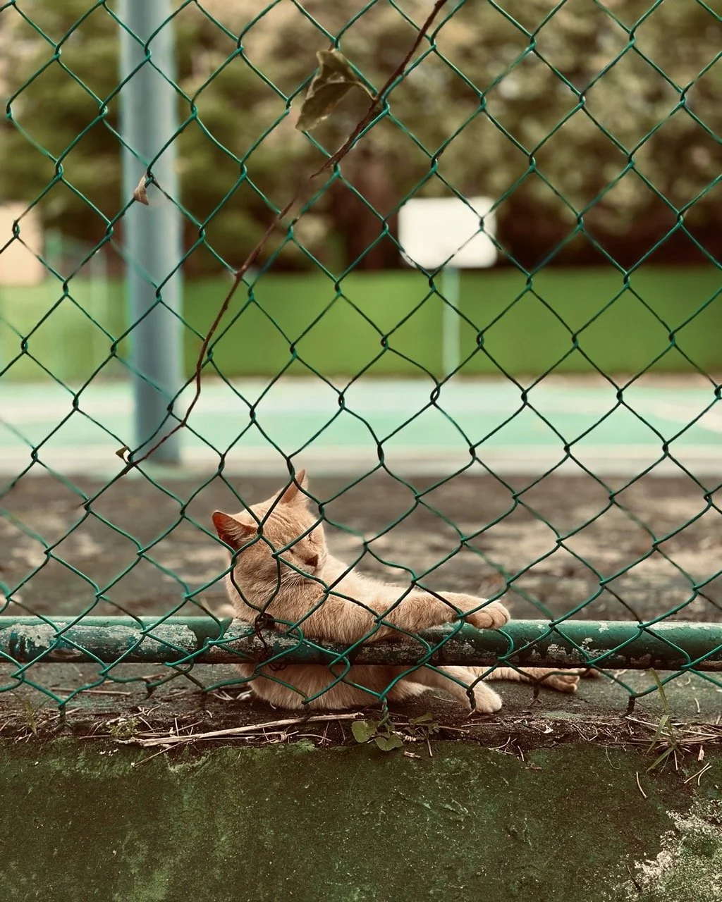 San Juan 1 Large.jpeg