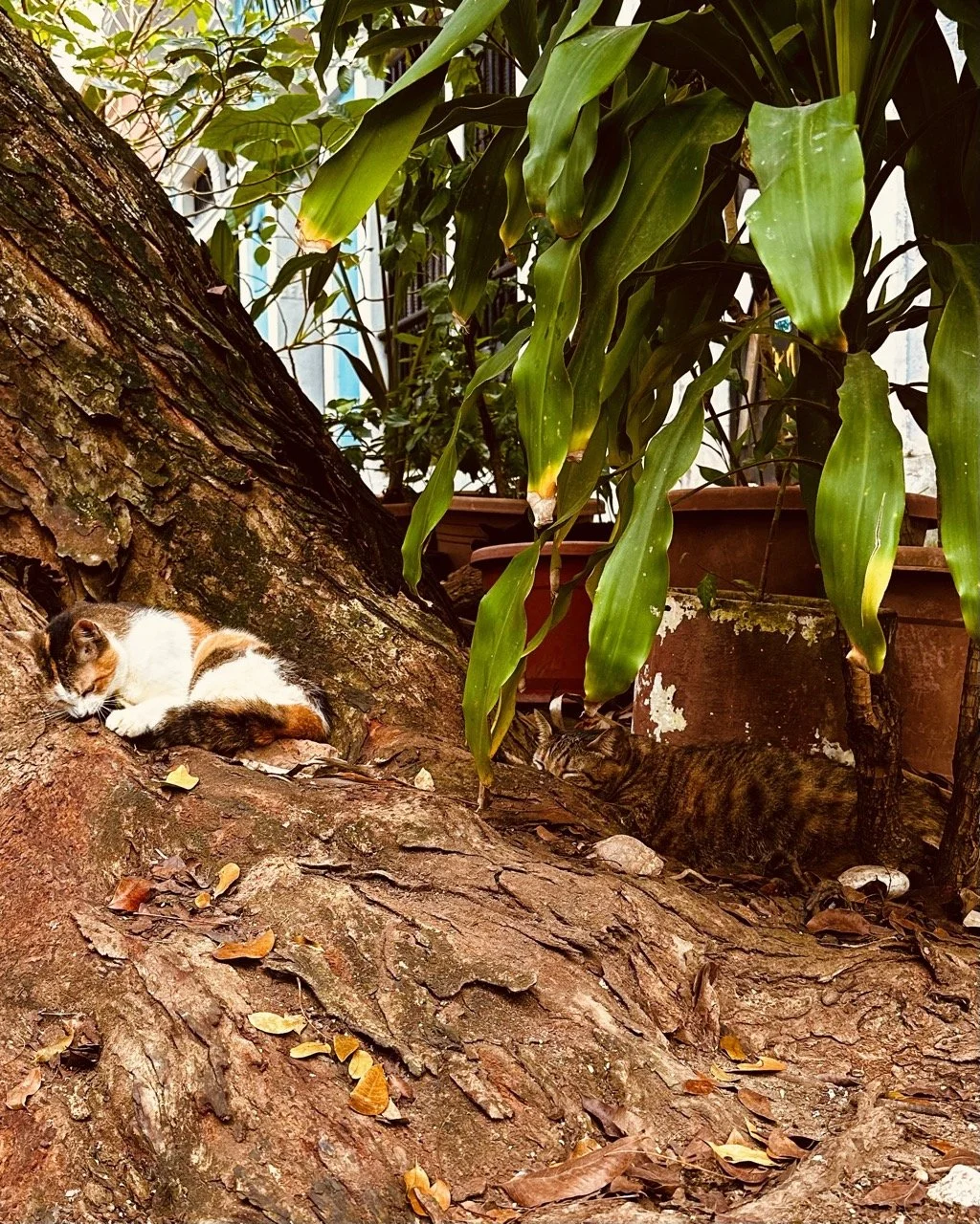 San Juan 5 Large.jpeg