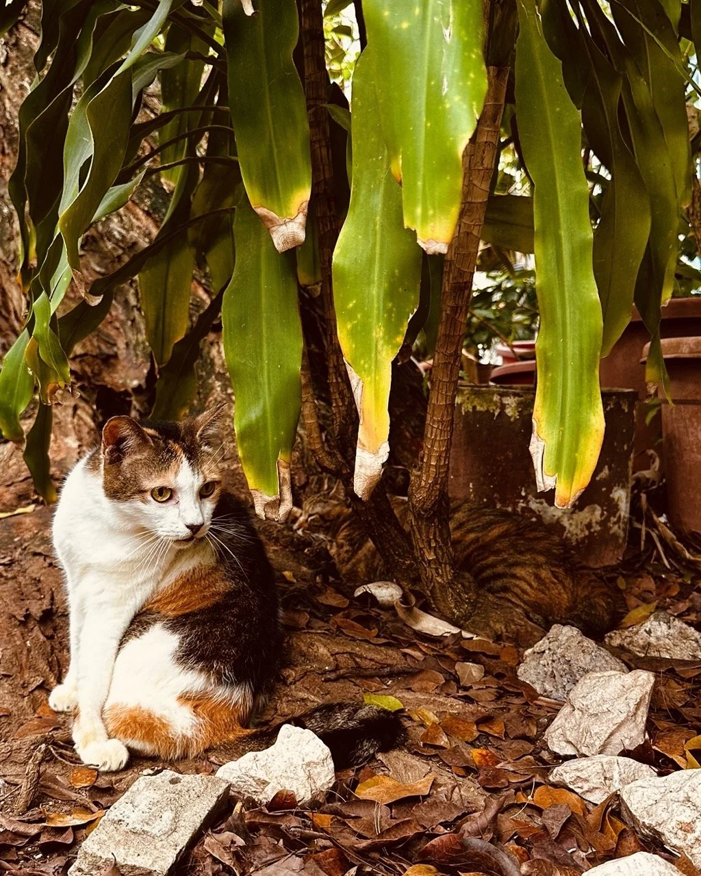 San Juan 6 Large.jpeg