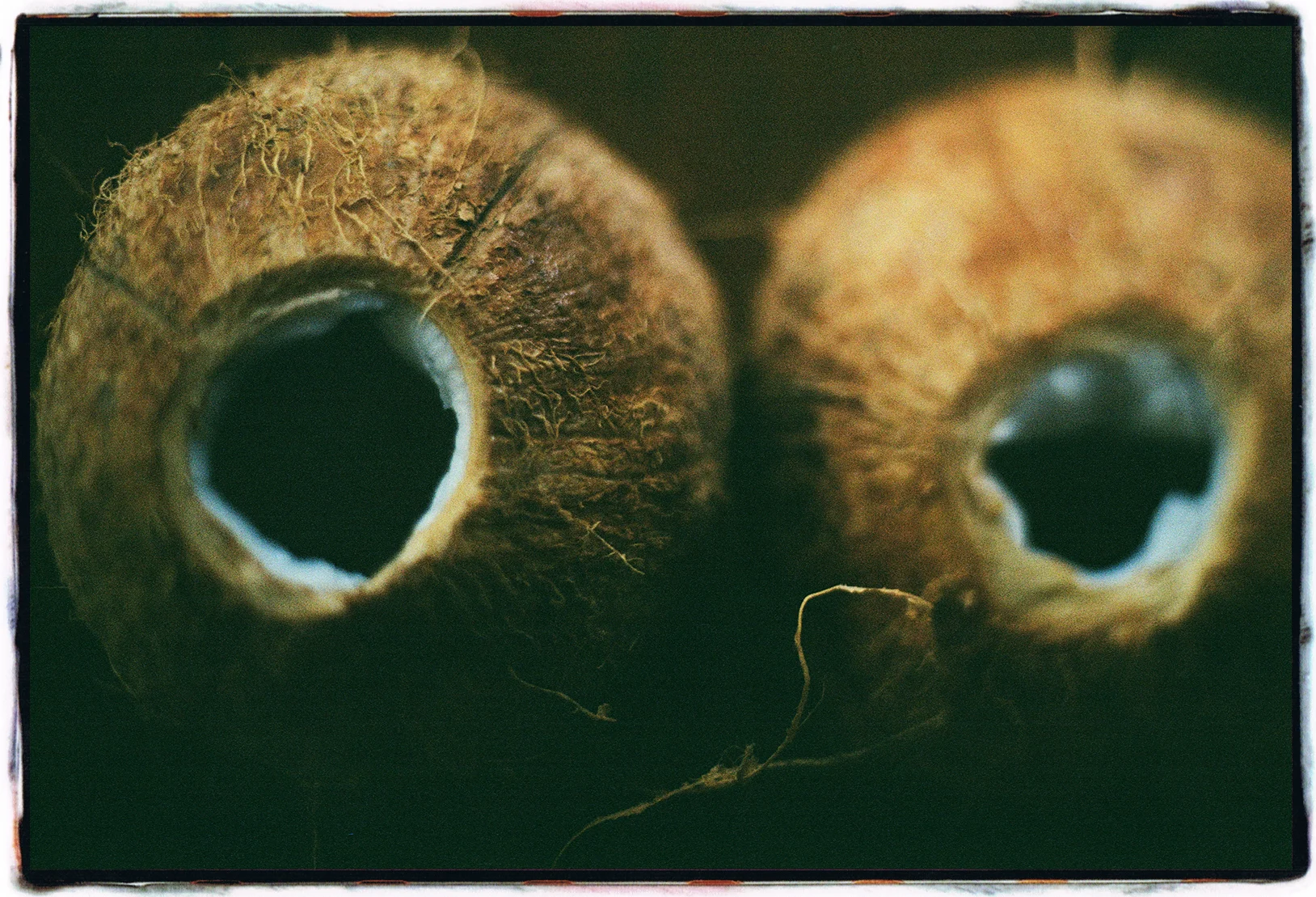 PAIR OF COCONUTS
