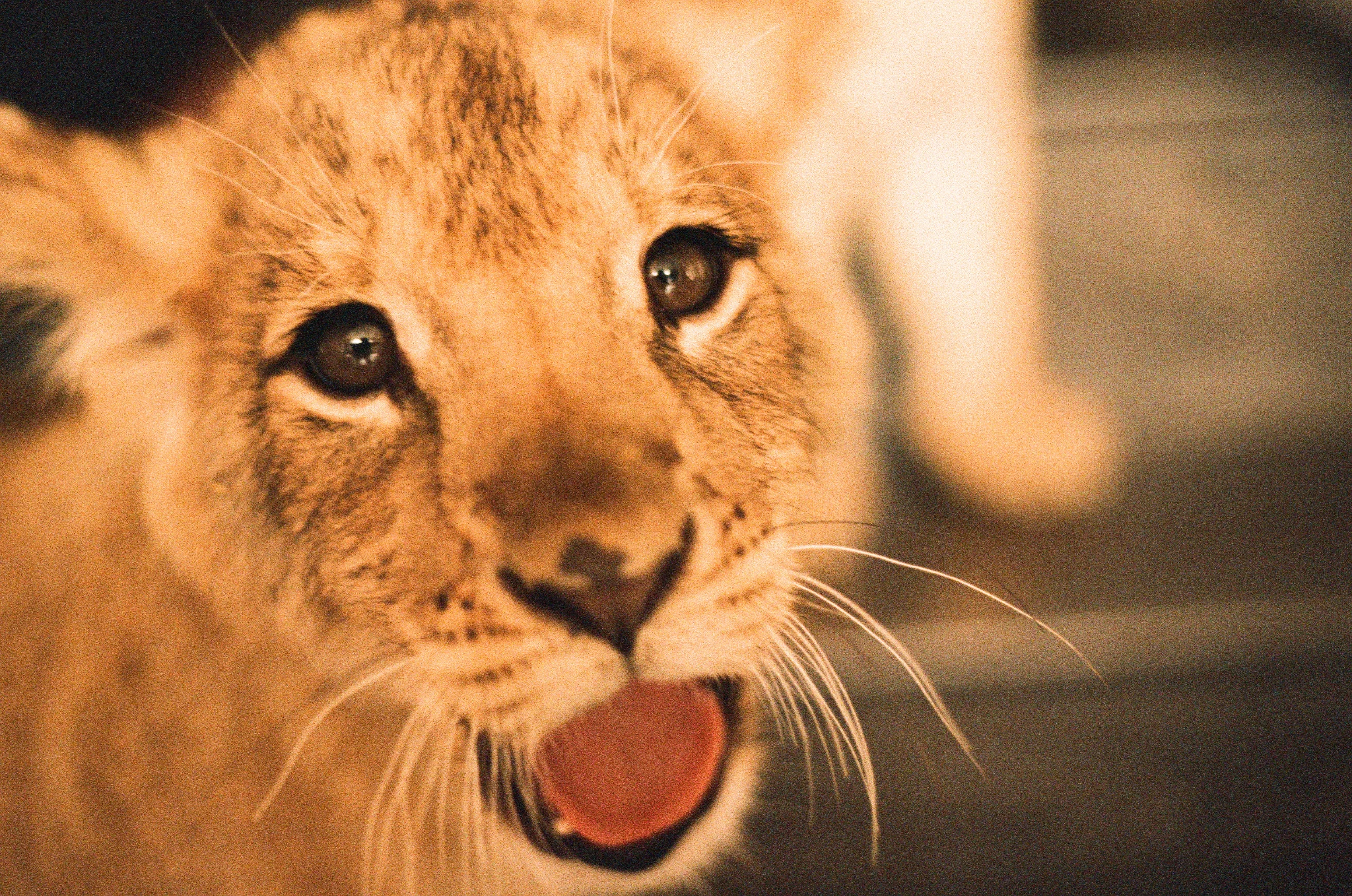 lions 9.jpeg