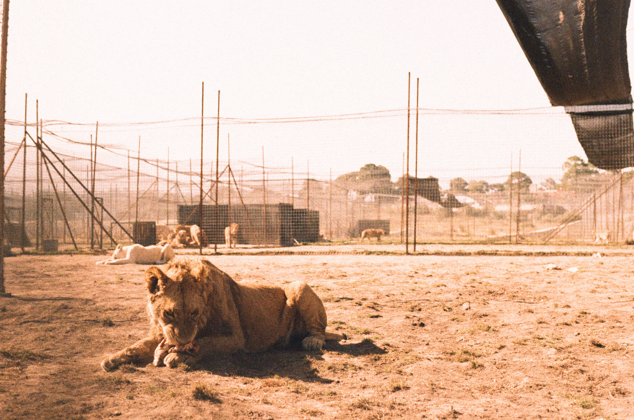 lions eating 2.jpeg