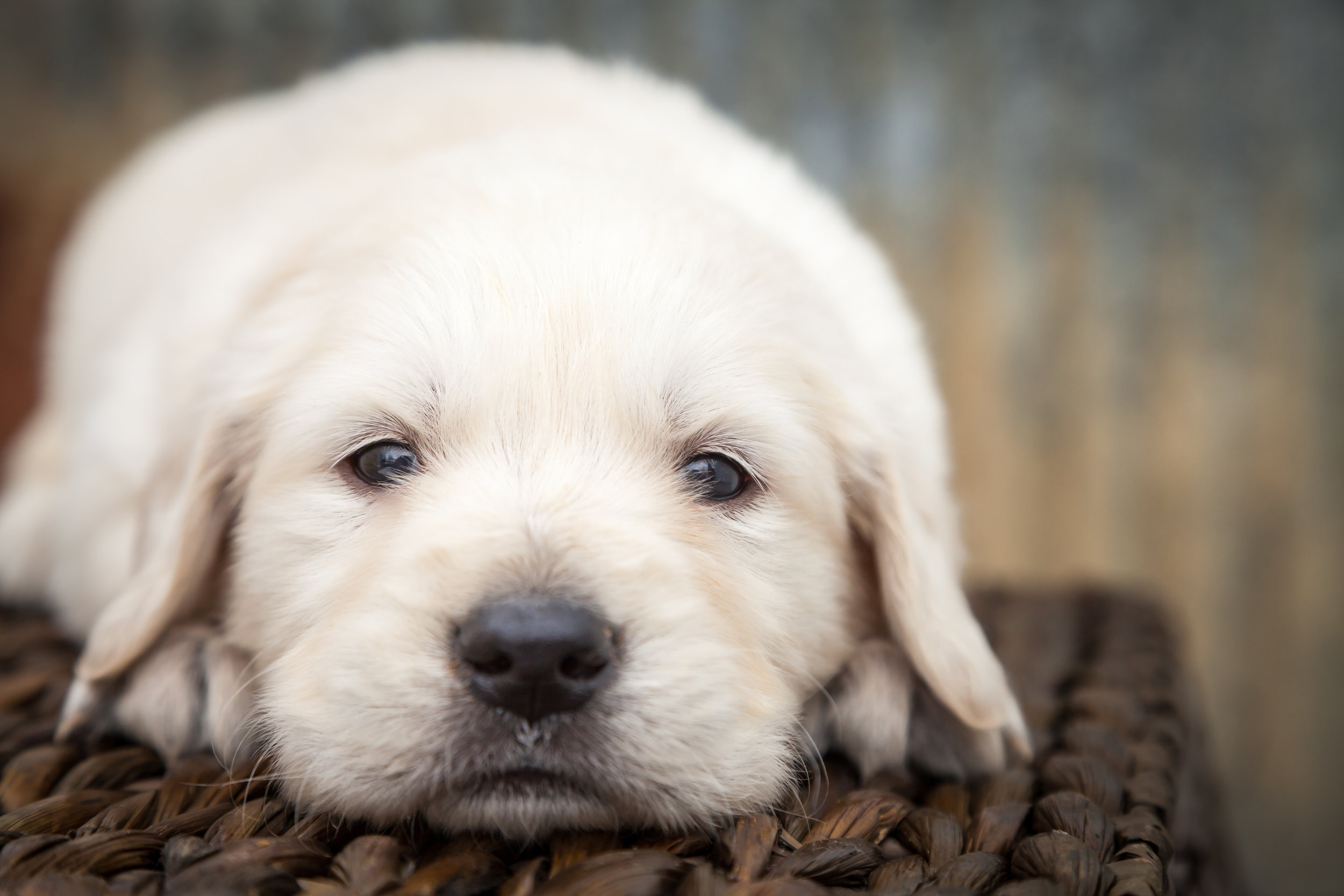 Golden Retriever puppy