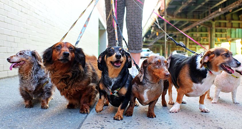 dog walking.jpg