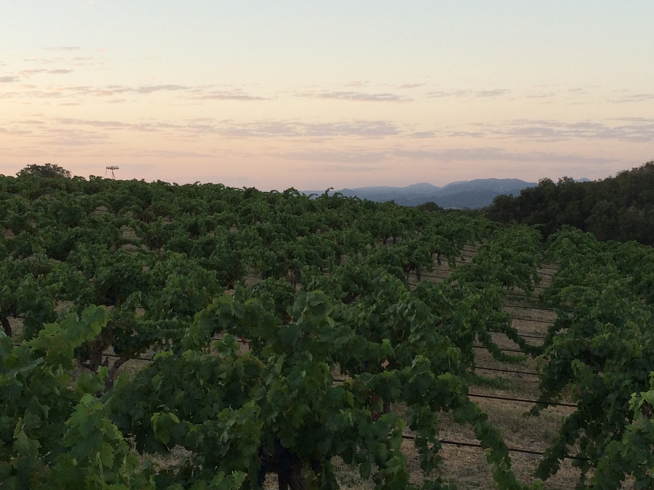 Our happy, healthy, compost-tea-fed vines at sunrise, just before our first harvest of 2015.