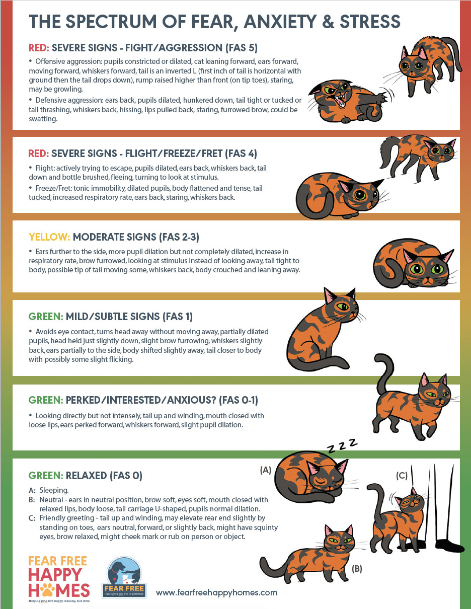 feline-stress-levels.jpg