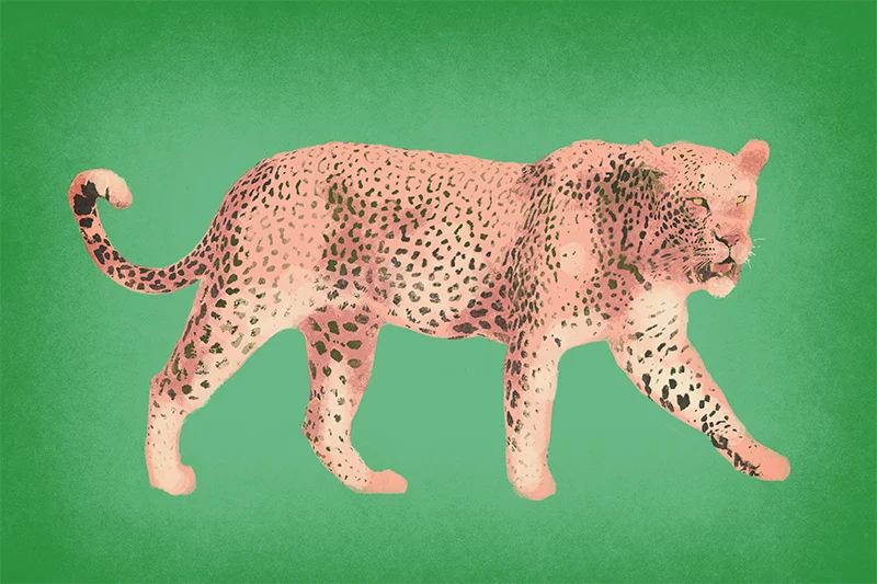 leopard.jpg