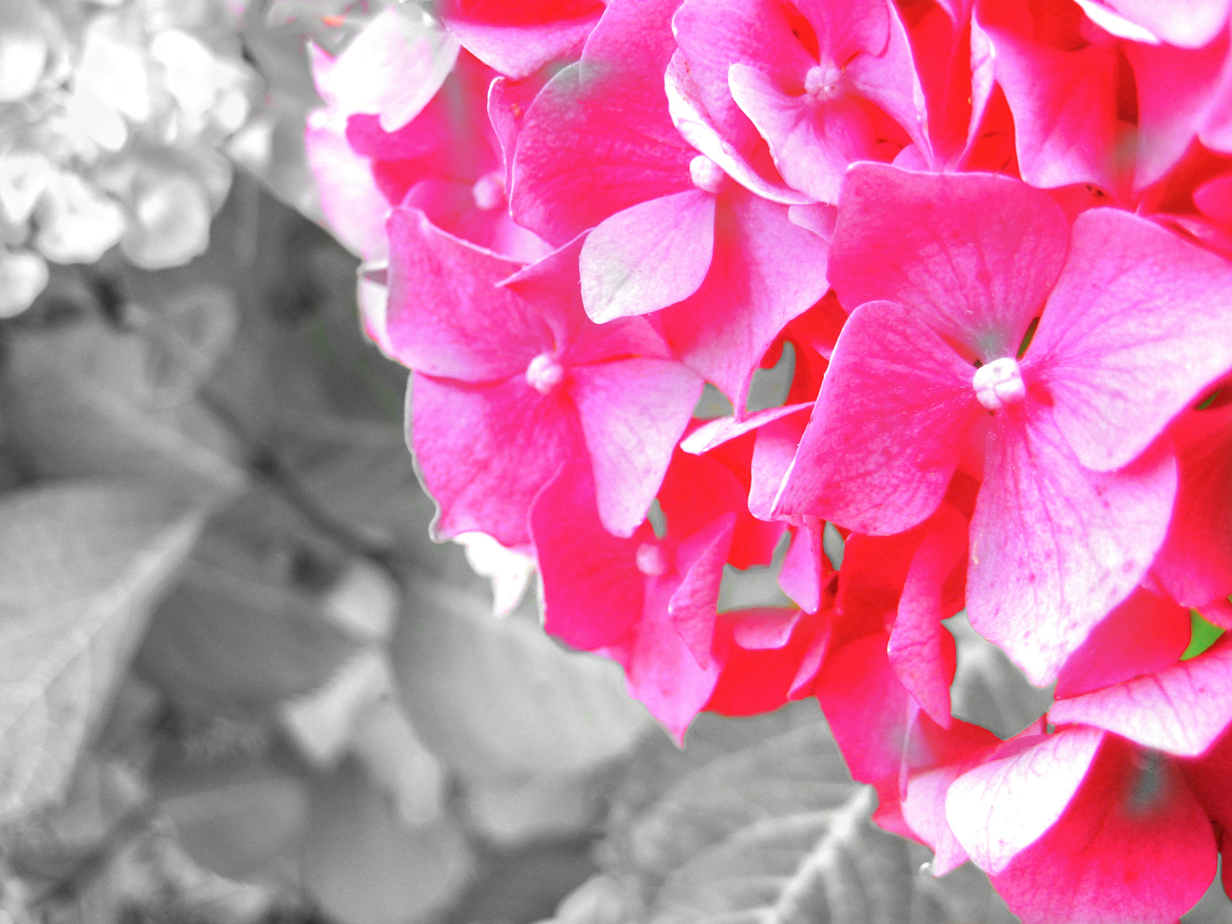 Hot Pink Flowers 2.jpeg