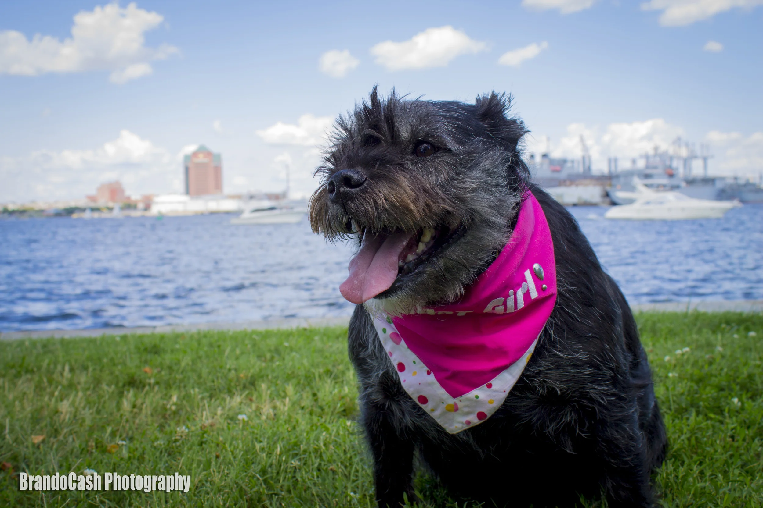Bella at Fort McHenry in August 2013 celebrating her birthday.