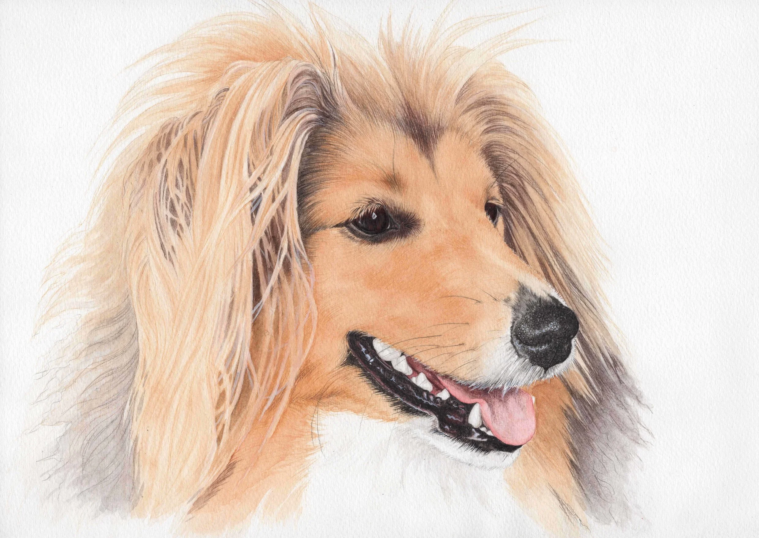 Leo the Sheltie