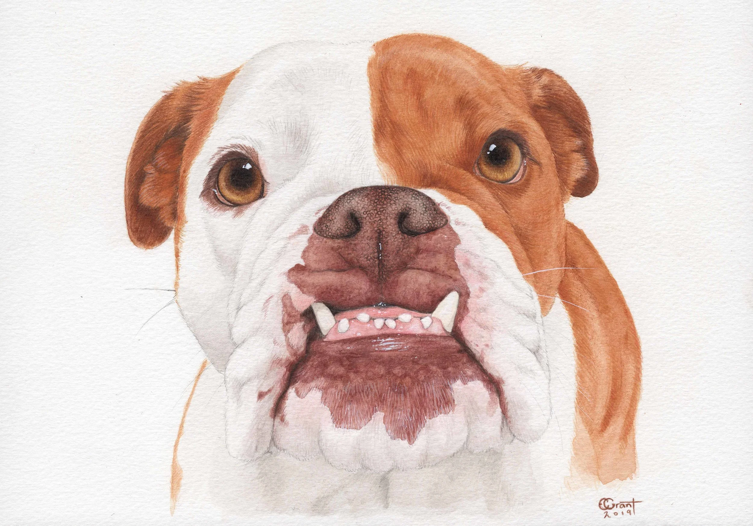 Milo the Bulldog