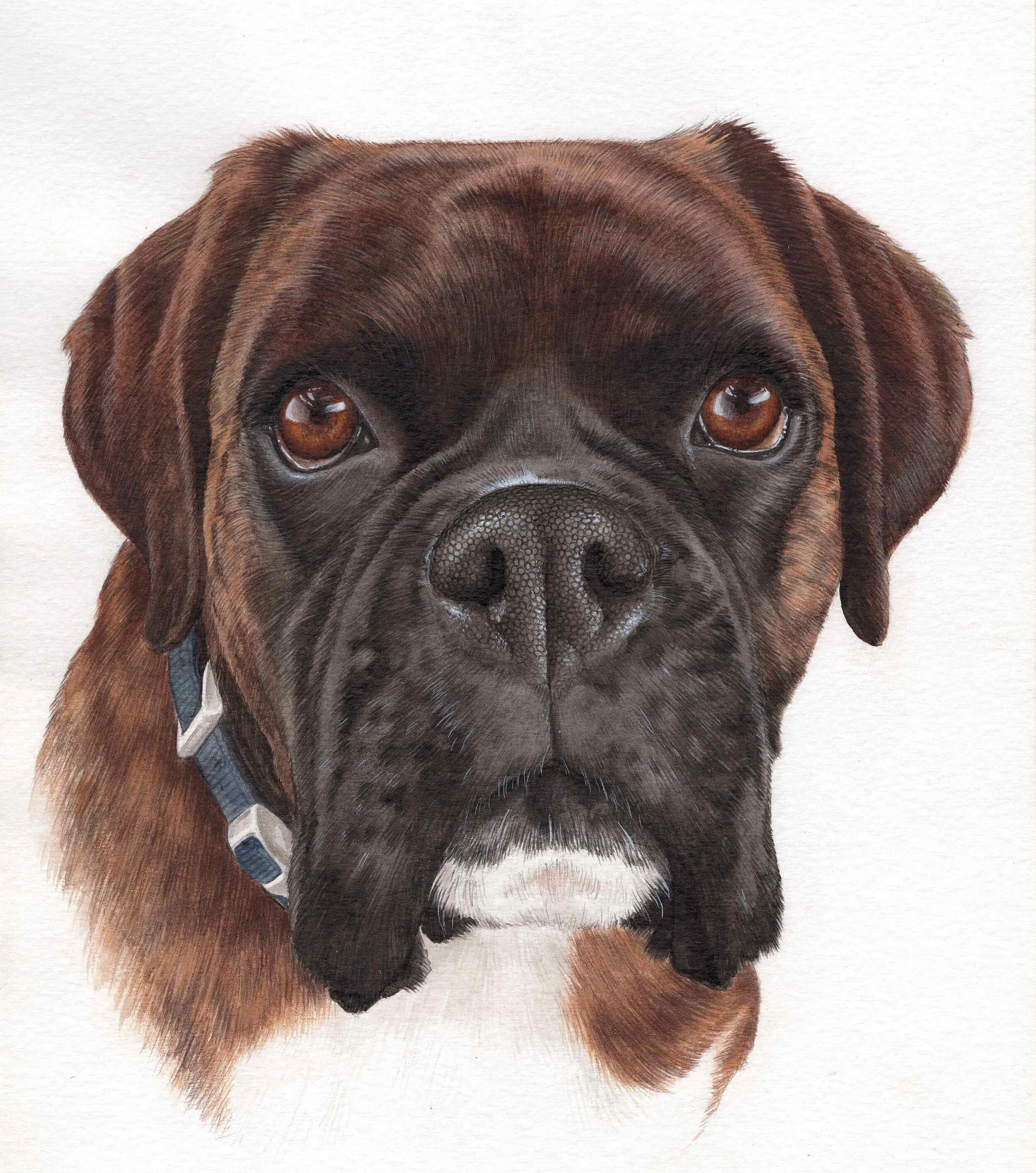 Bobby the Boxer