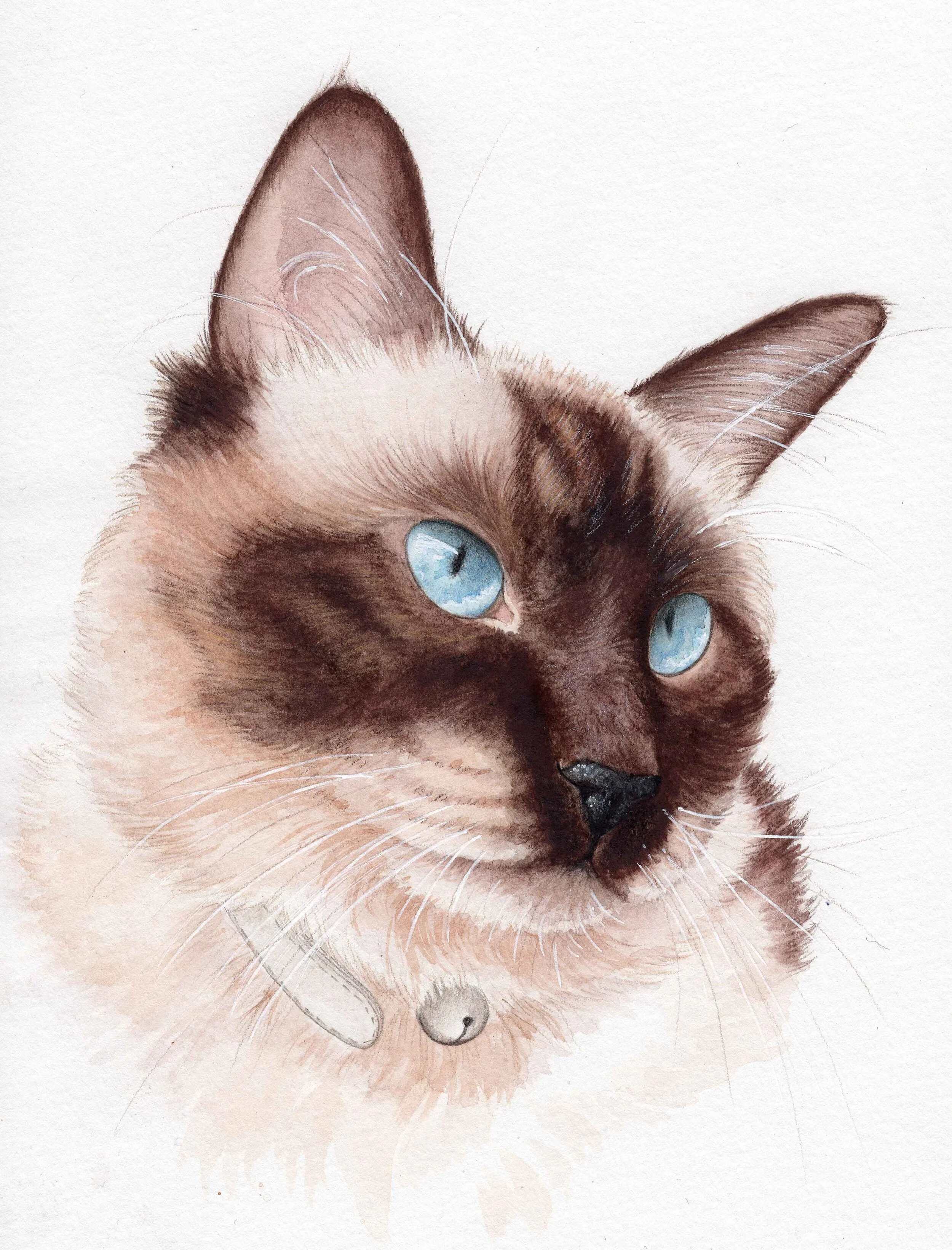 Siamese Cat