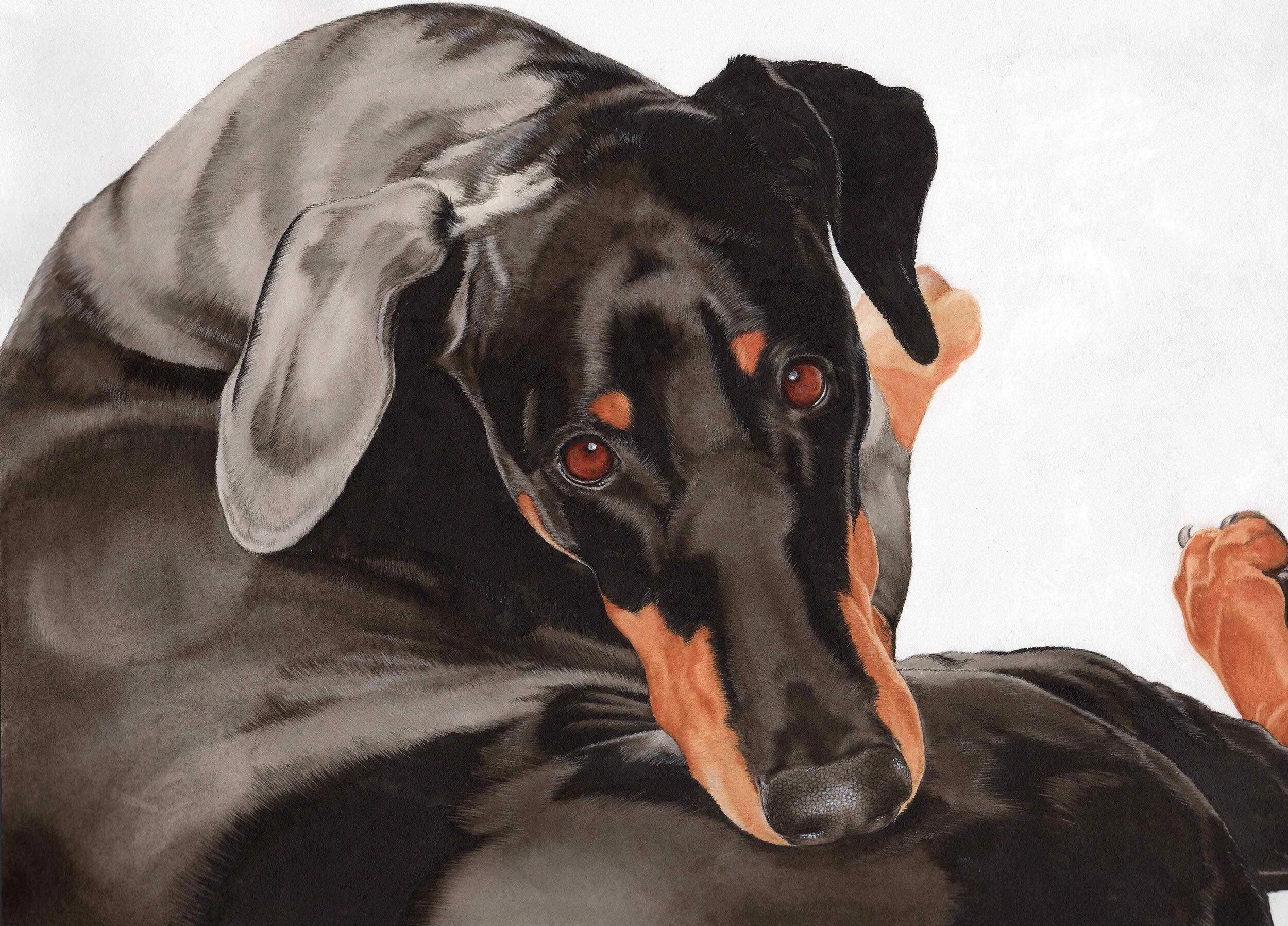 Anoushka the Doberman