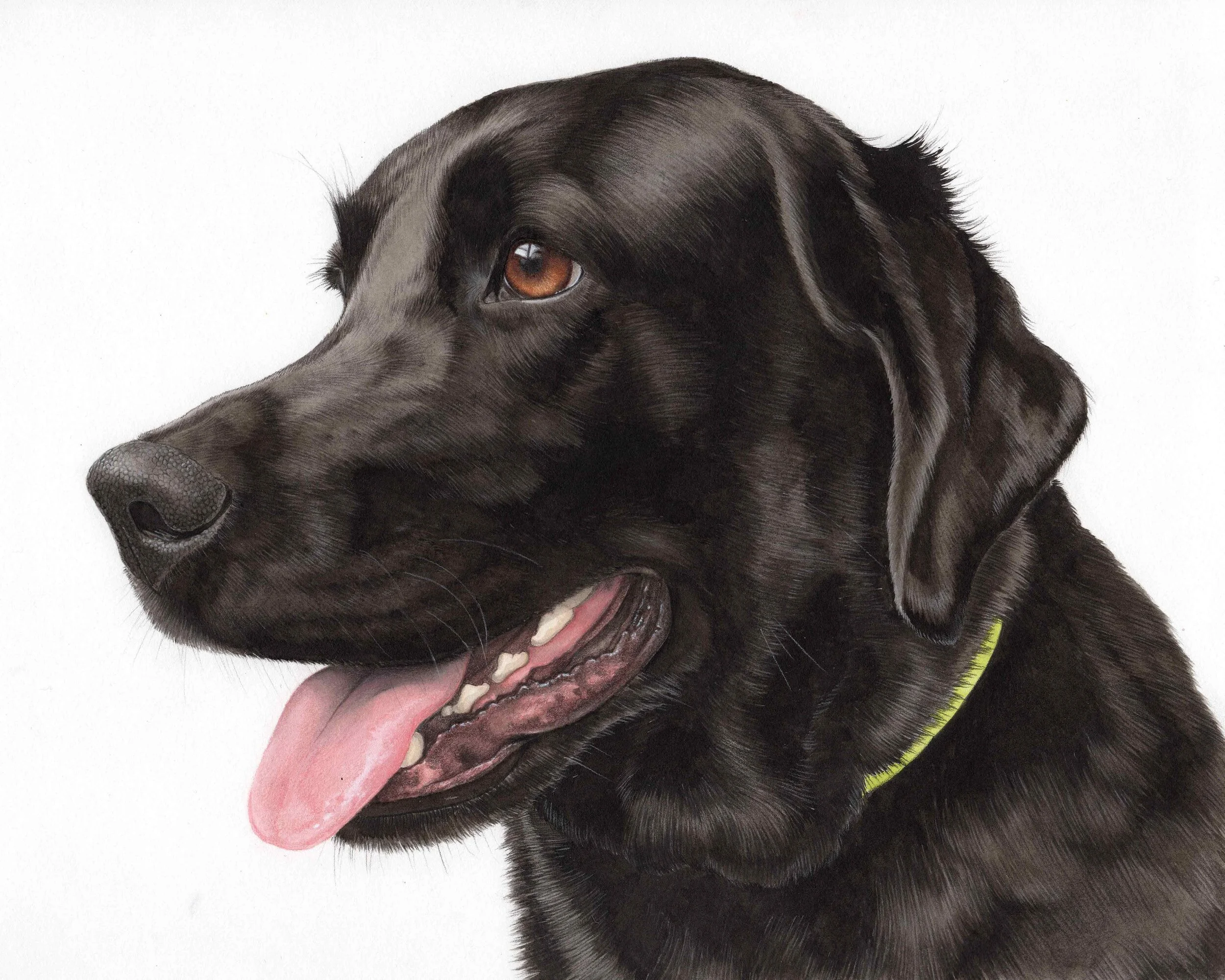 Jack the Labrador