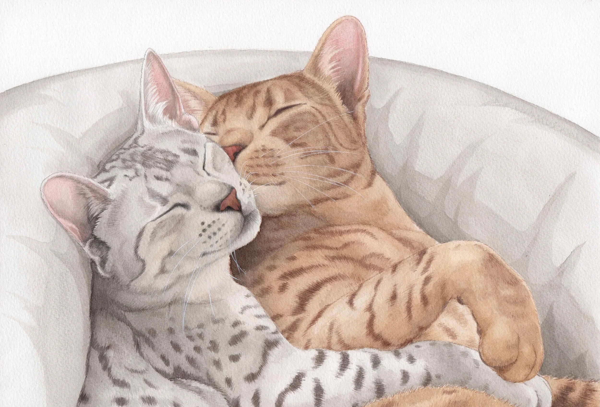 Cuddling Cats 