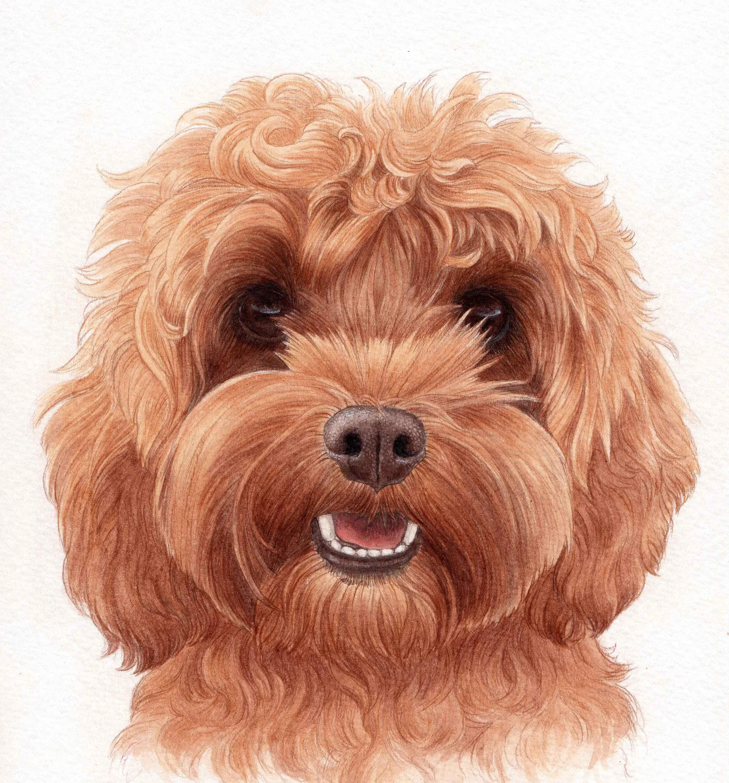 Digby the Cavoodle