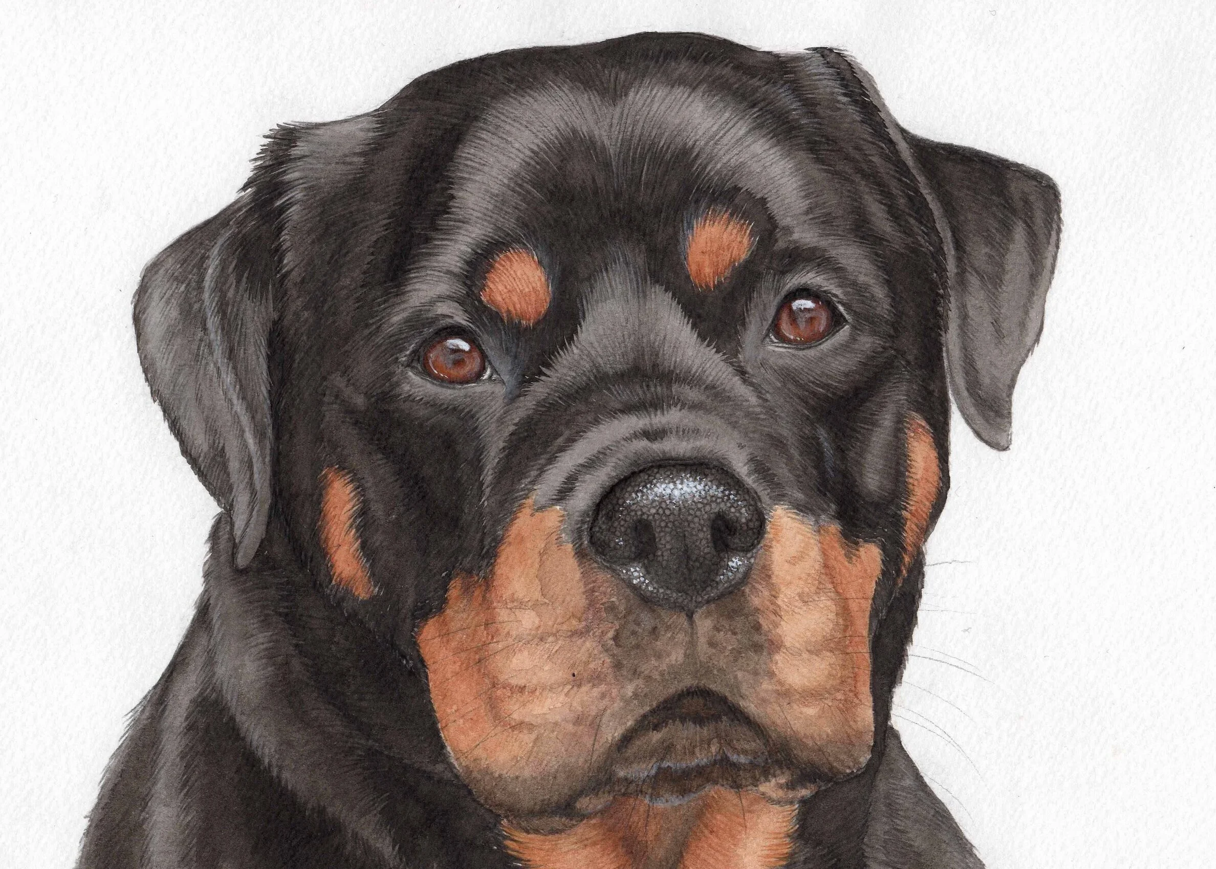 Kush the Rottweiler