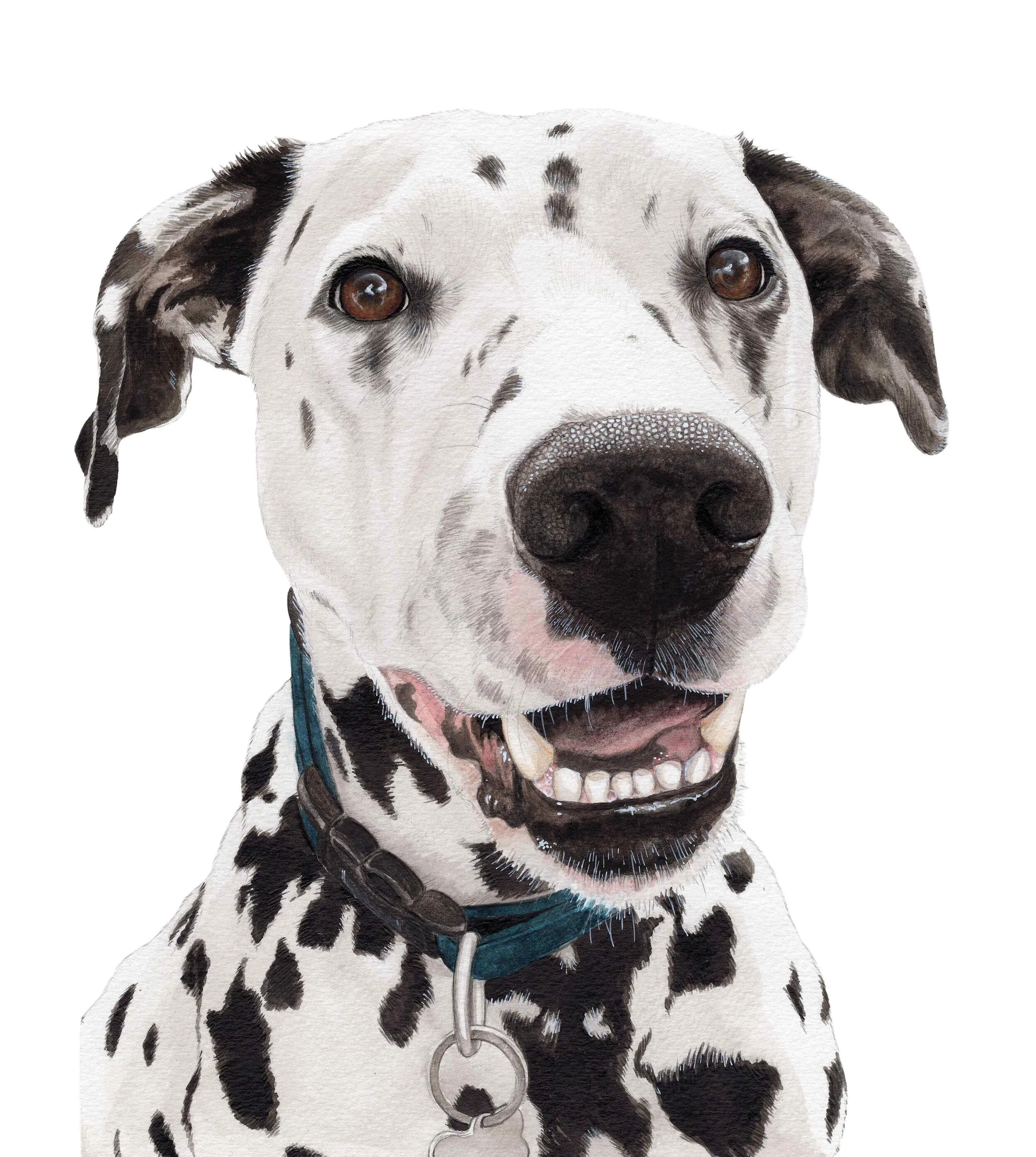 Taz the Dalmatian