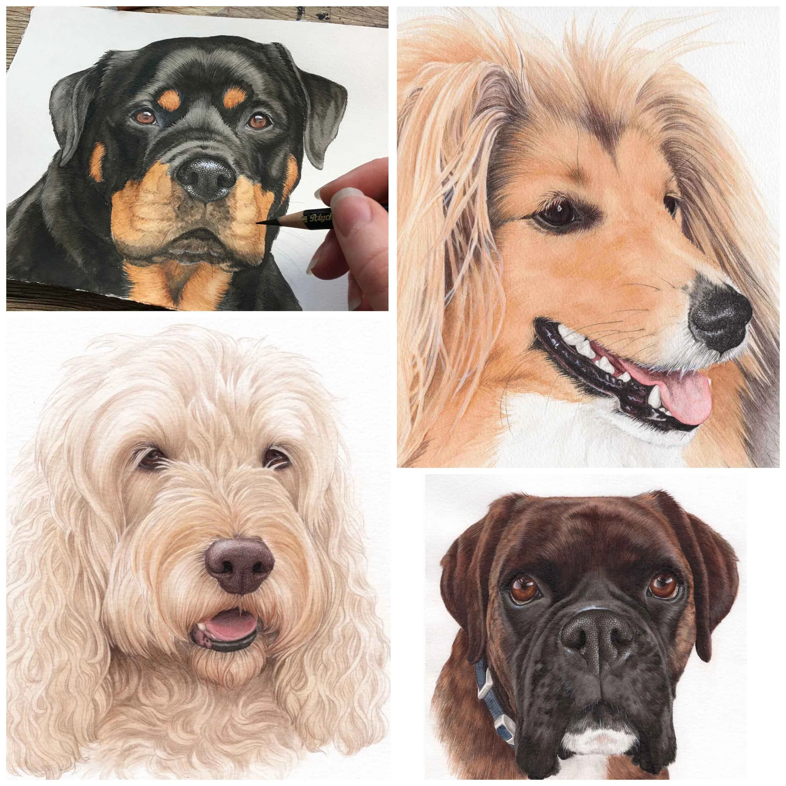 Petportraitsbyellie.jpg