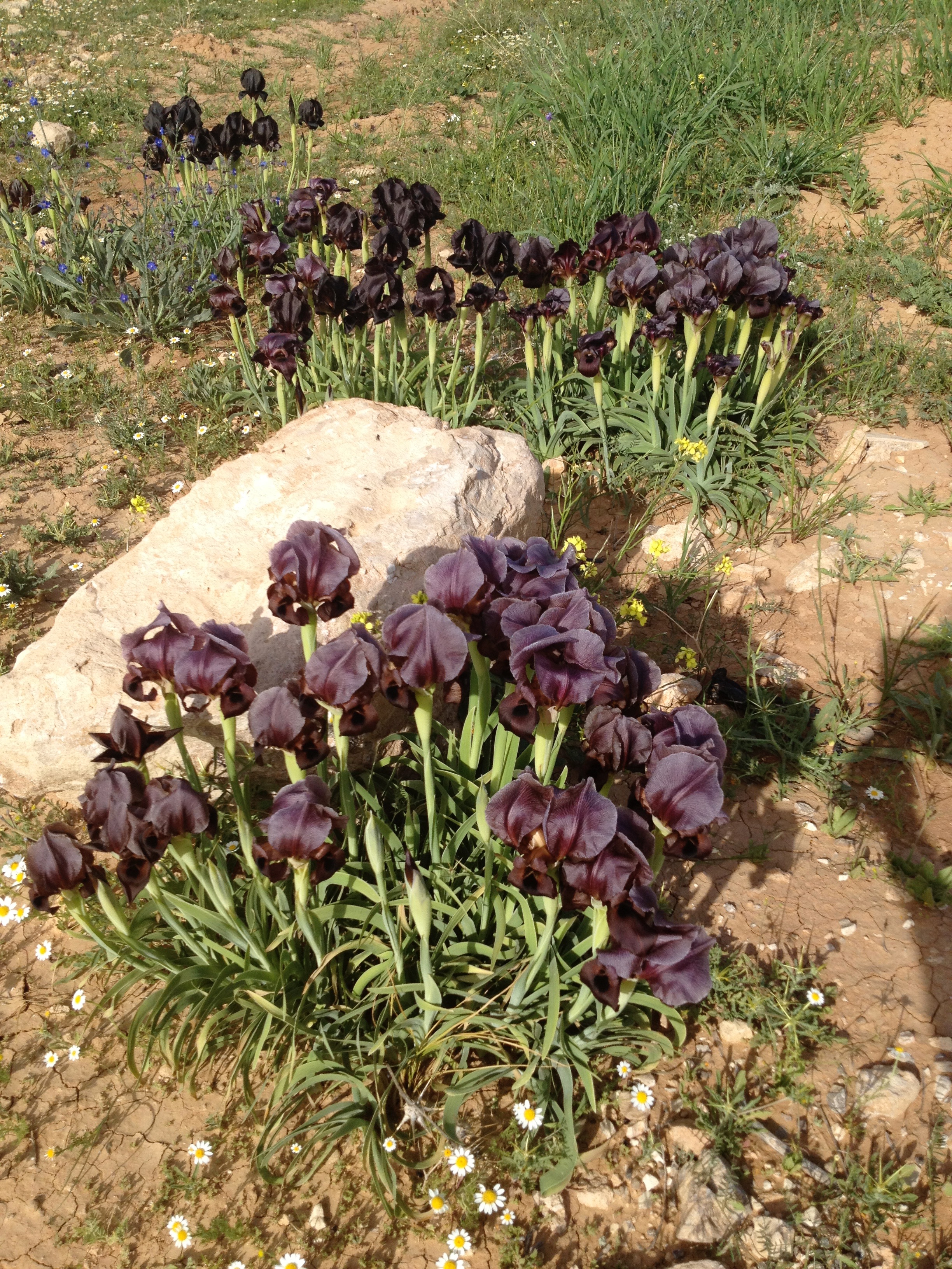 Black Iris, national flower