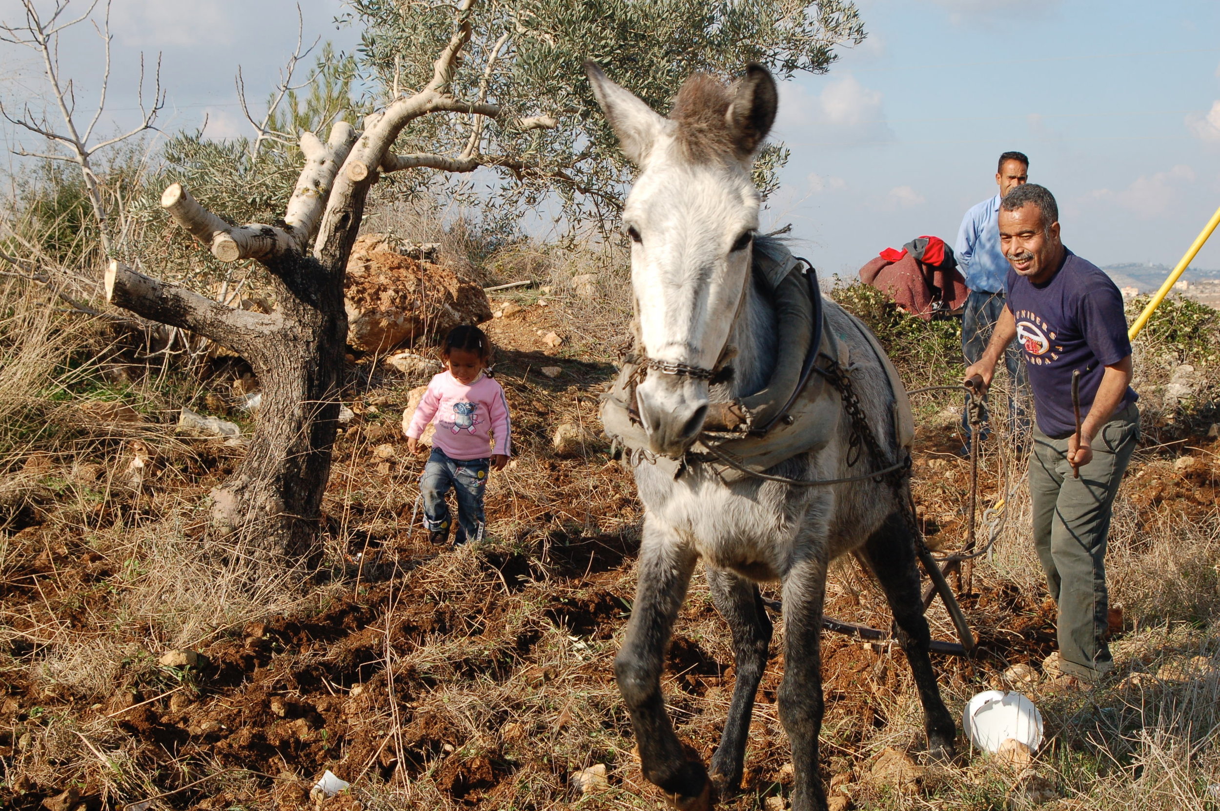 West Bank farmer