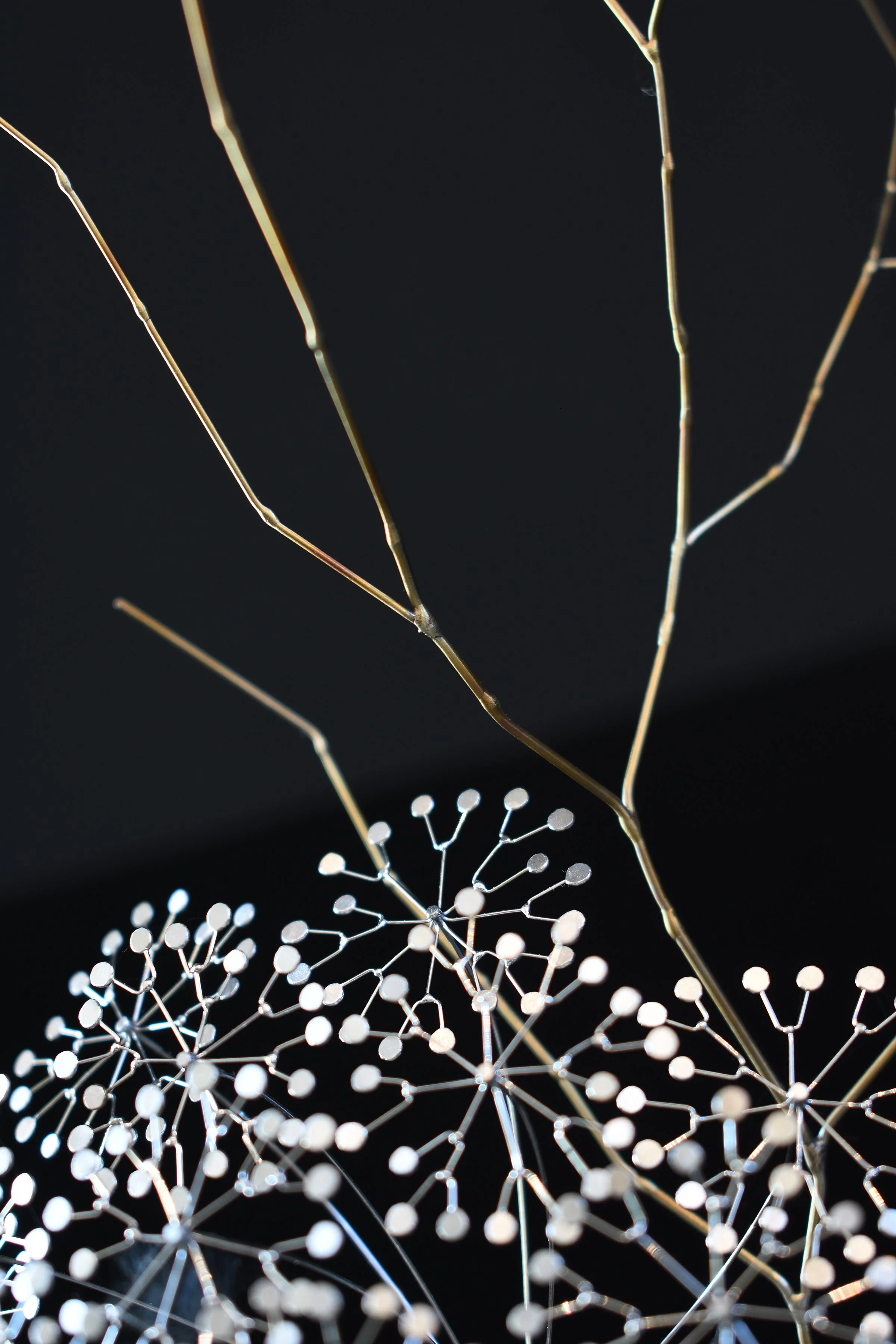 Parsnip perlage branch 2.jpg