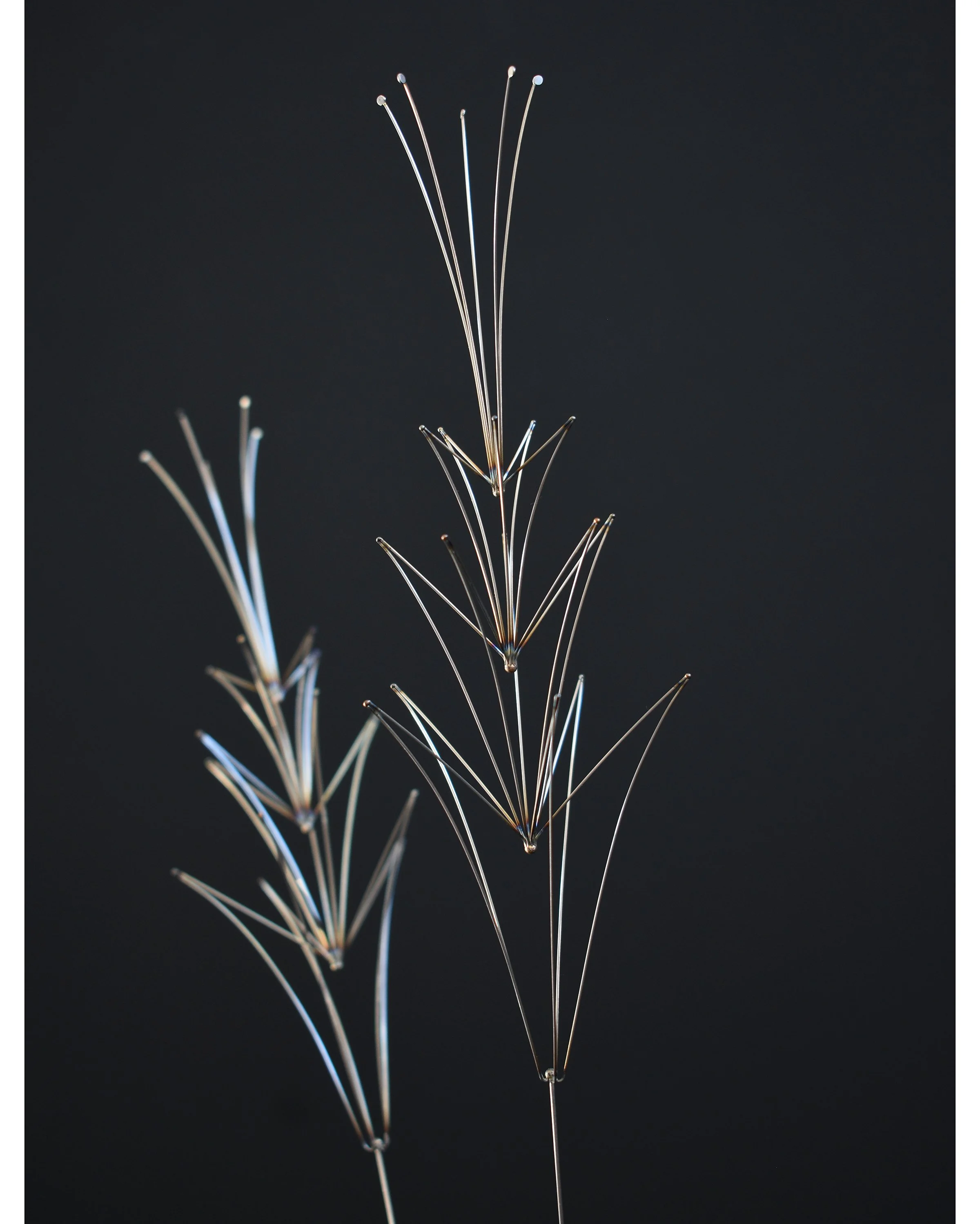 Bromelia 1 ig.jpg