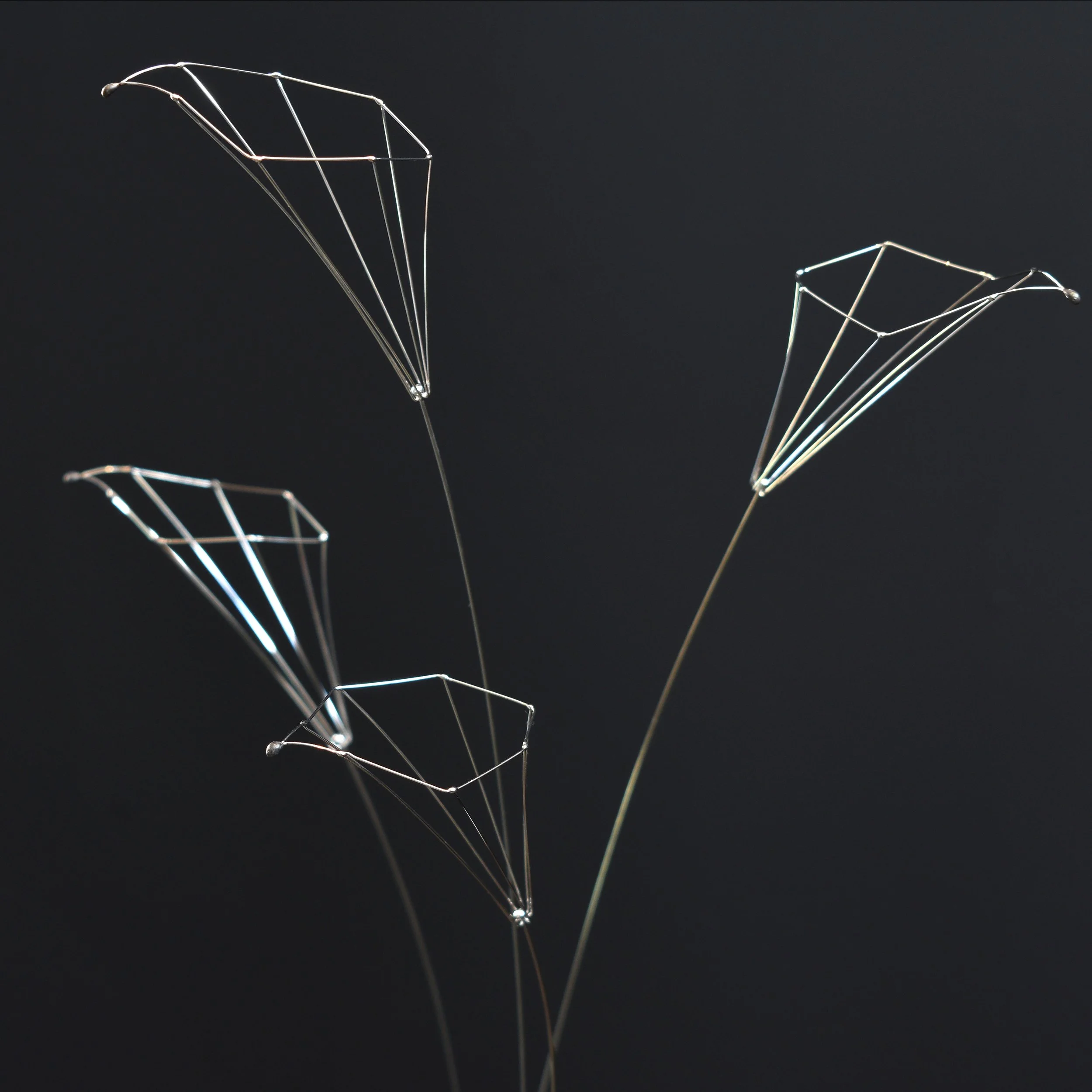 calla 4.jpg