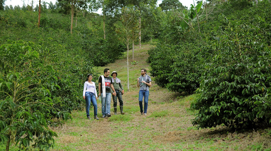 Taking a walk through the tall gesha trees of Cerro Azul.